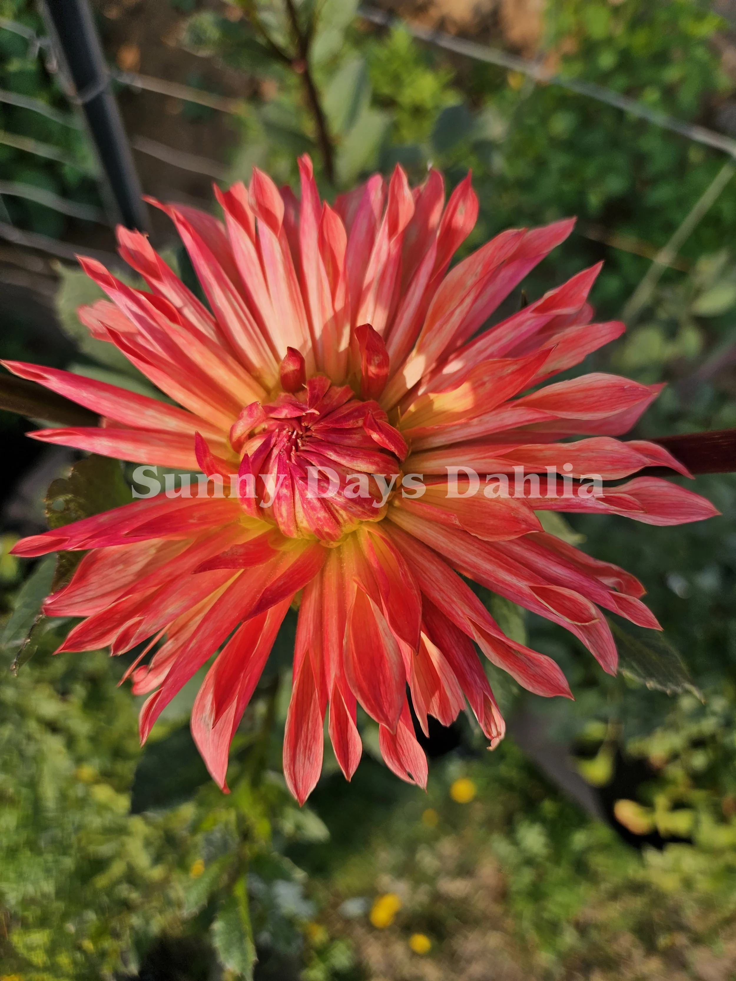 BQ Peach Sorbet 2.webp