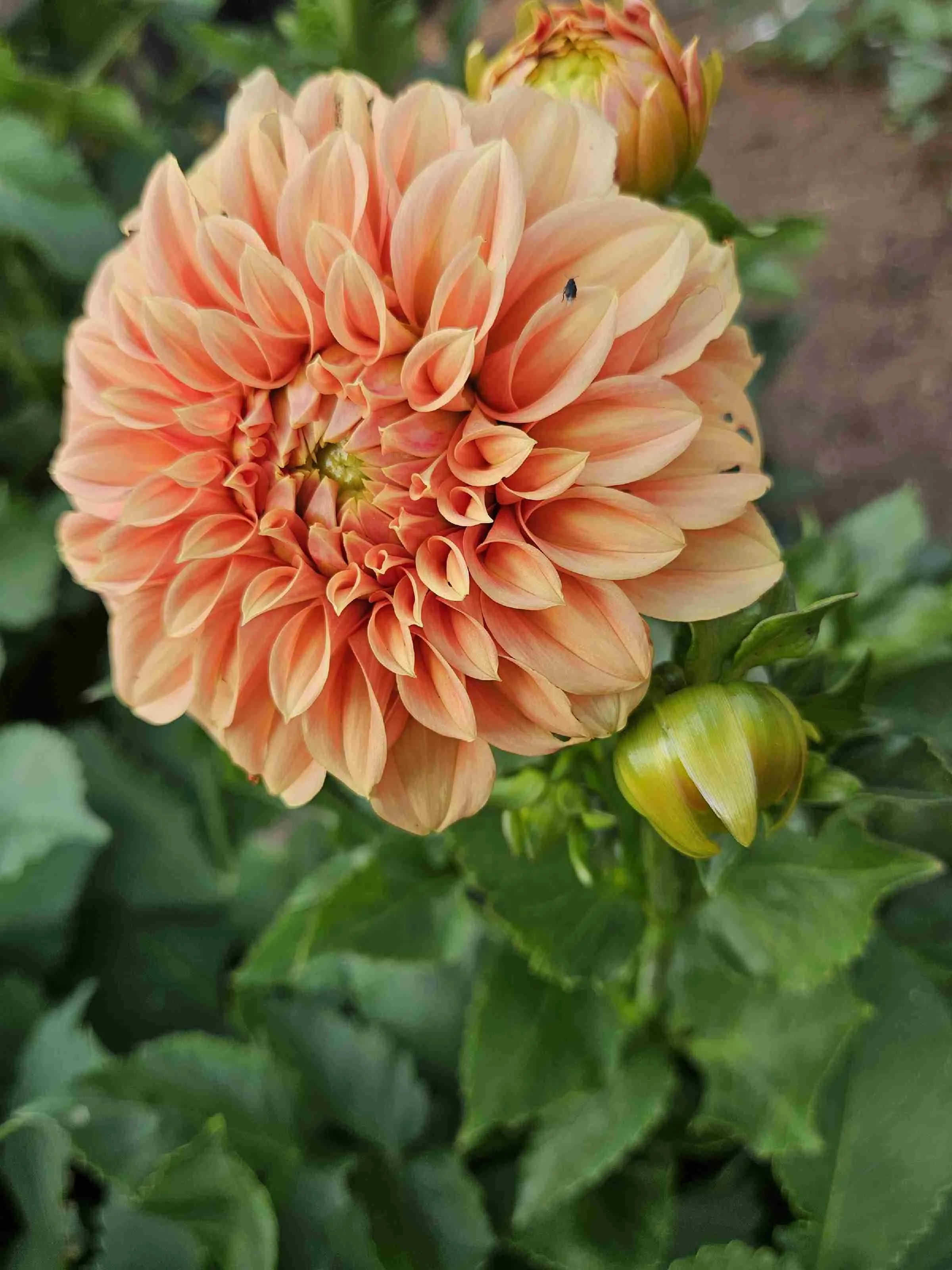 Bracken Palomino (2).jpg