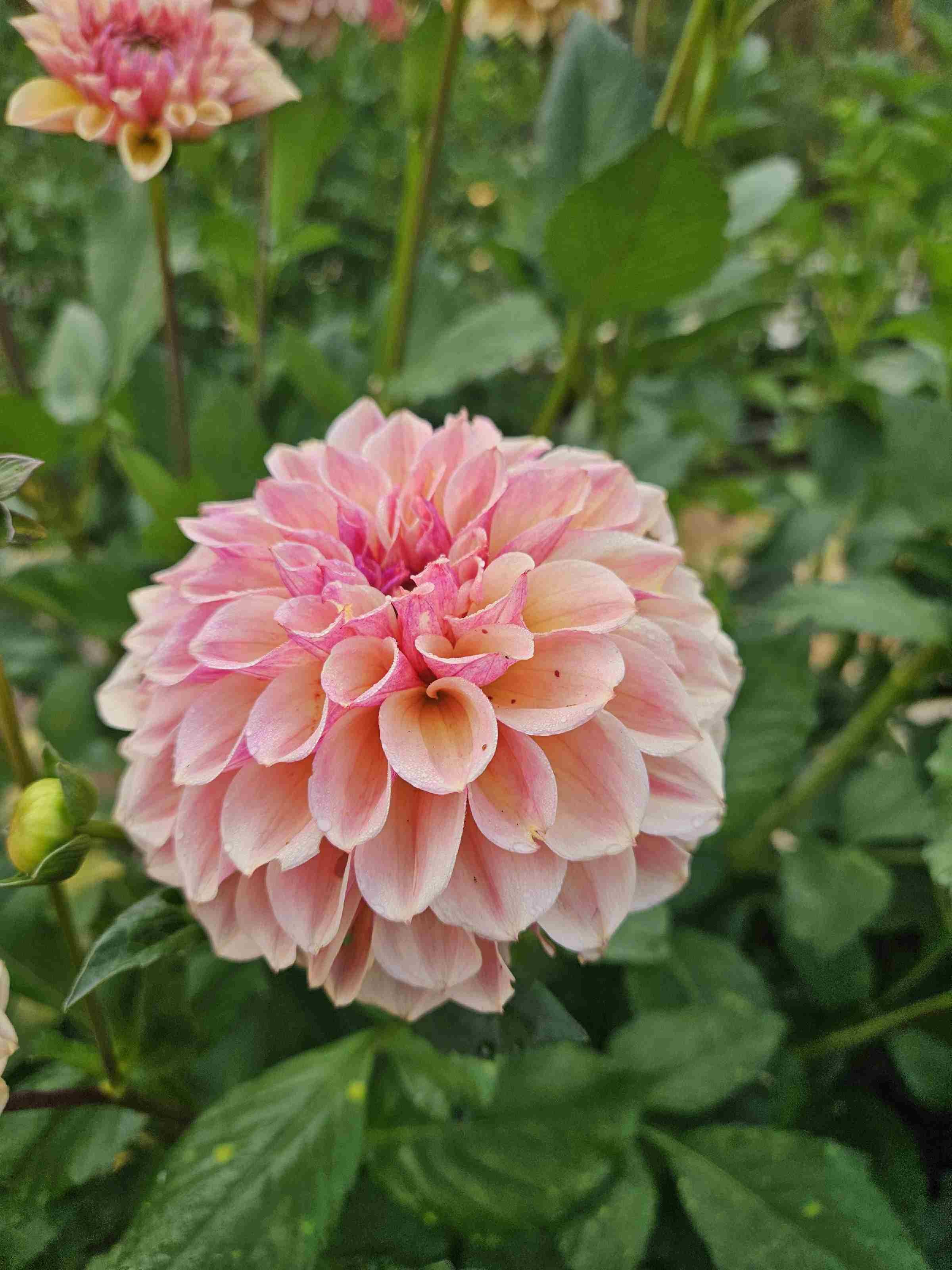 Blah Blah Blah