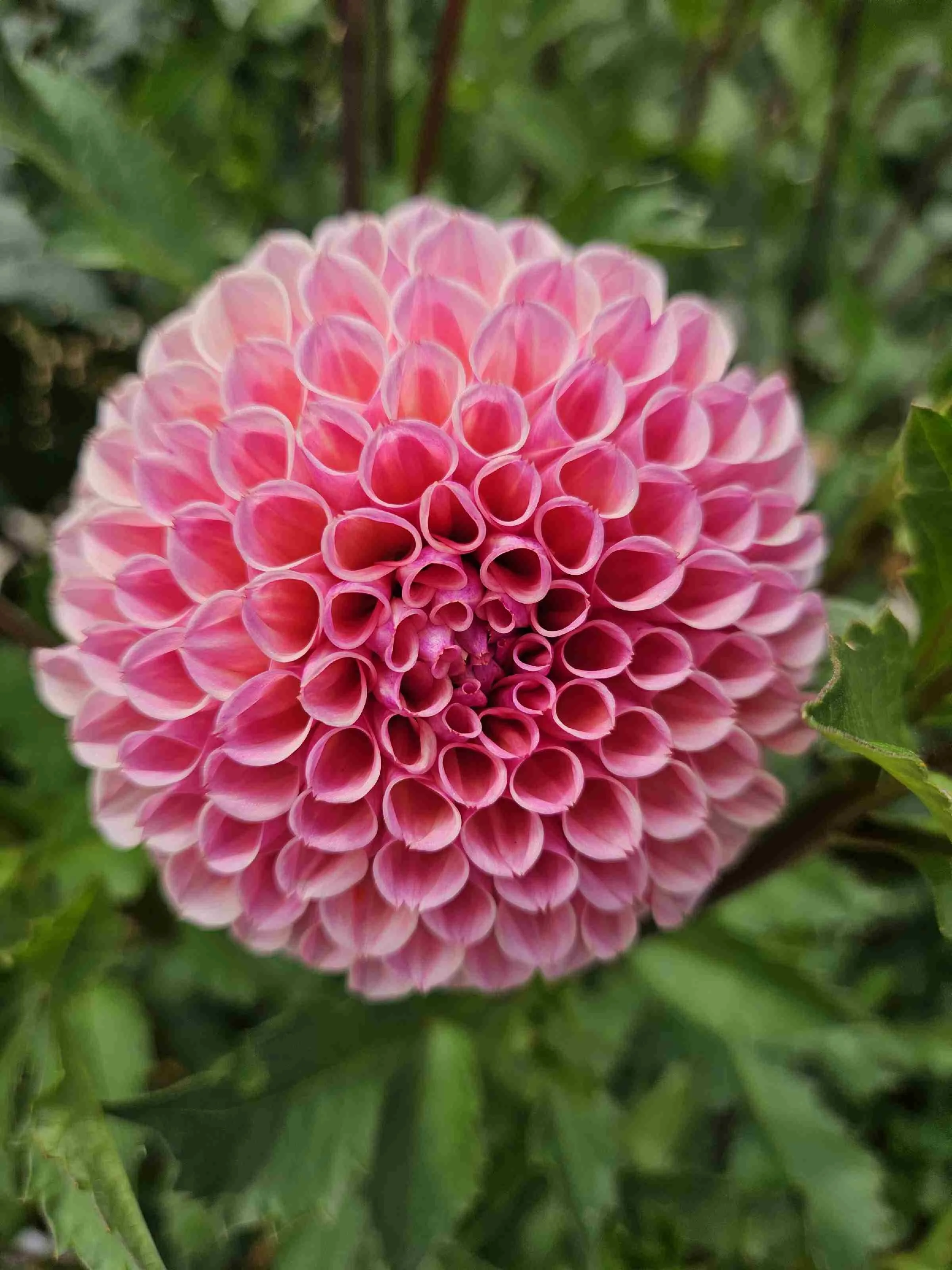 Bracken Rose.jpg