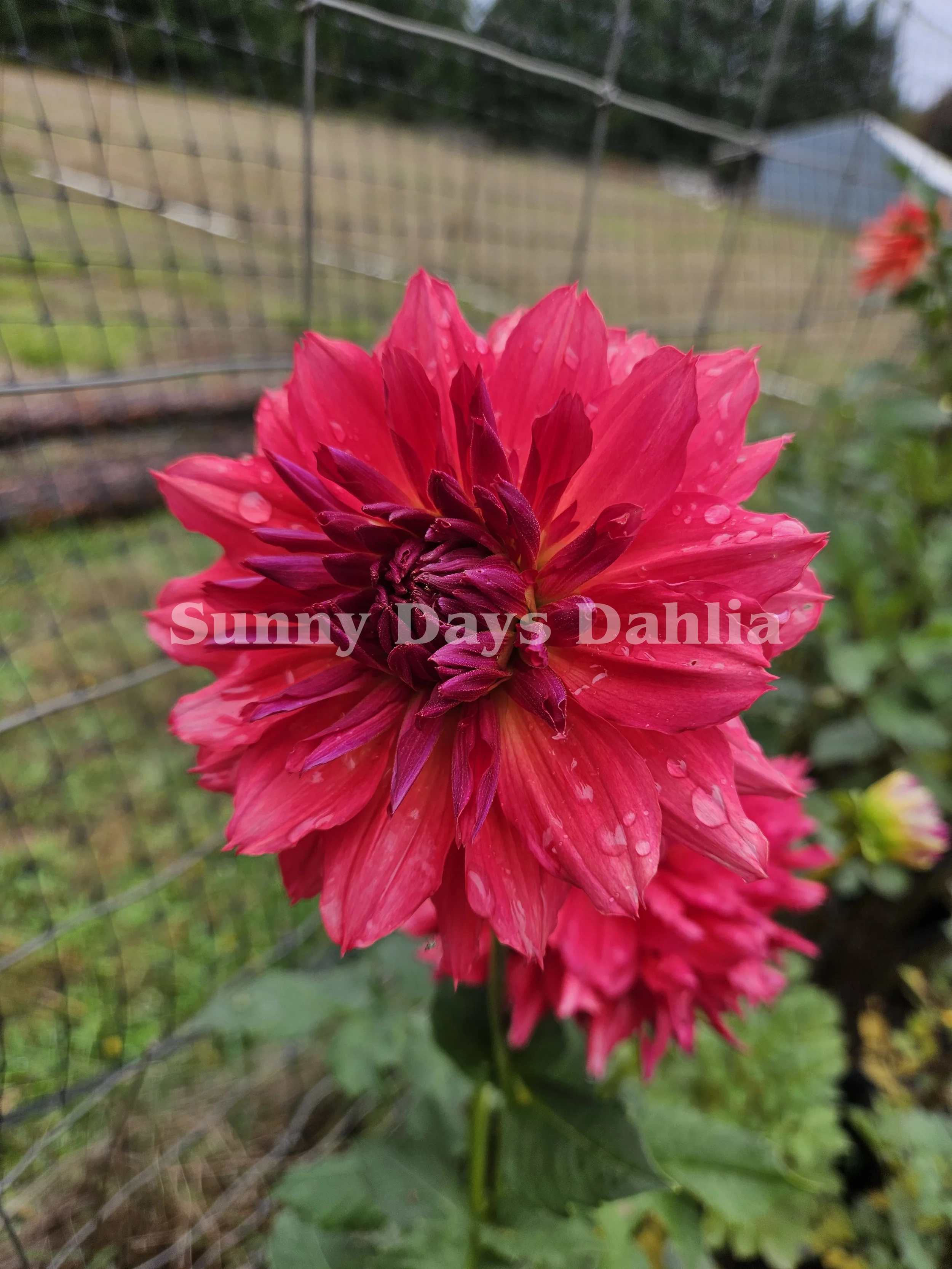 Elk Lips on Fire 2.webp