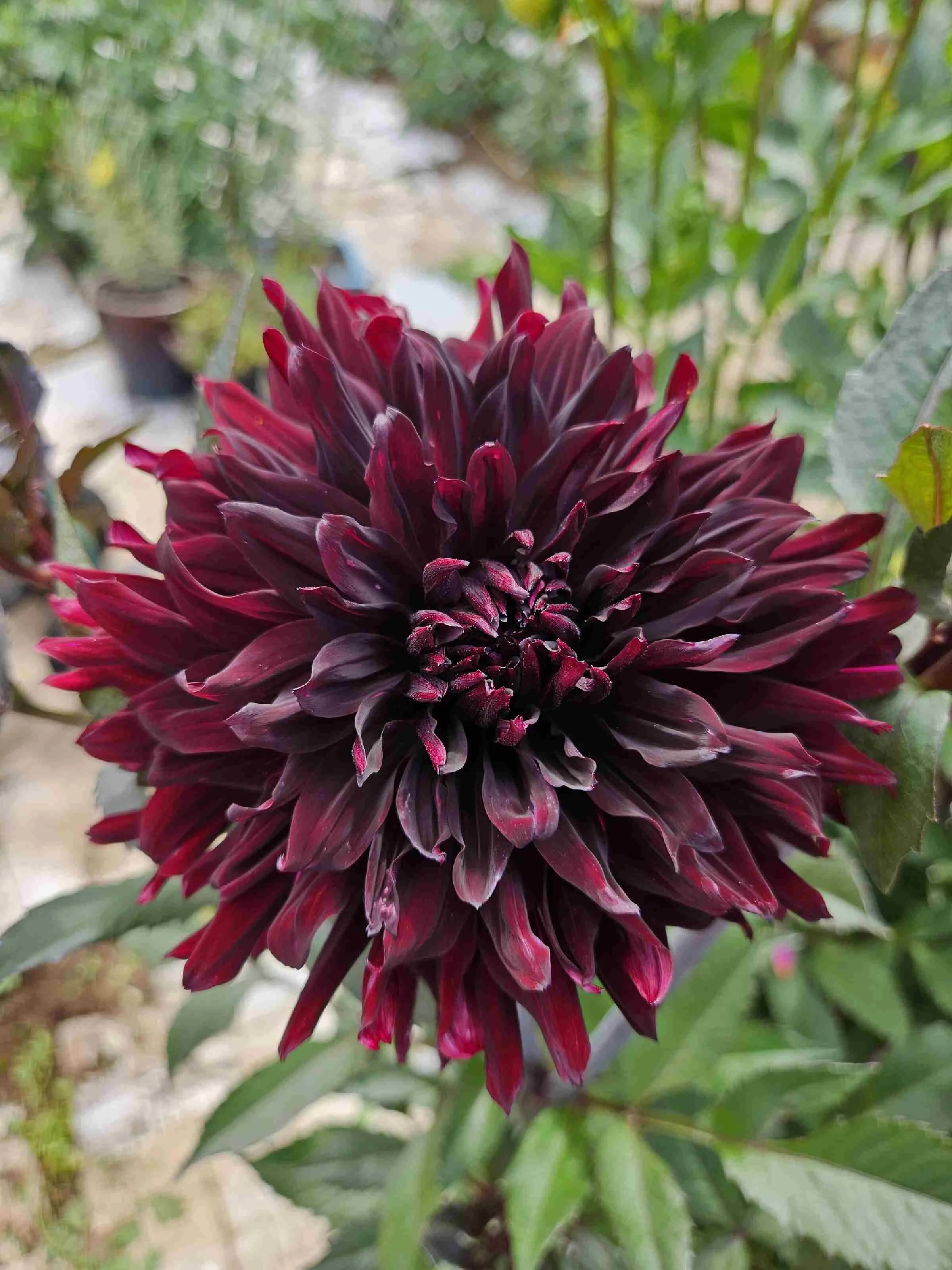 Black Jack