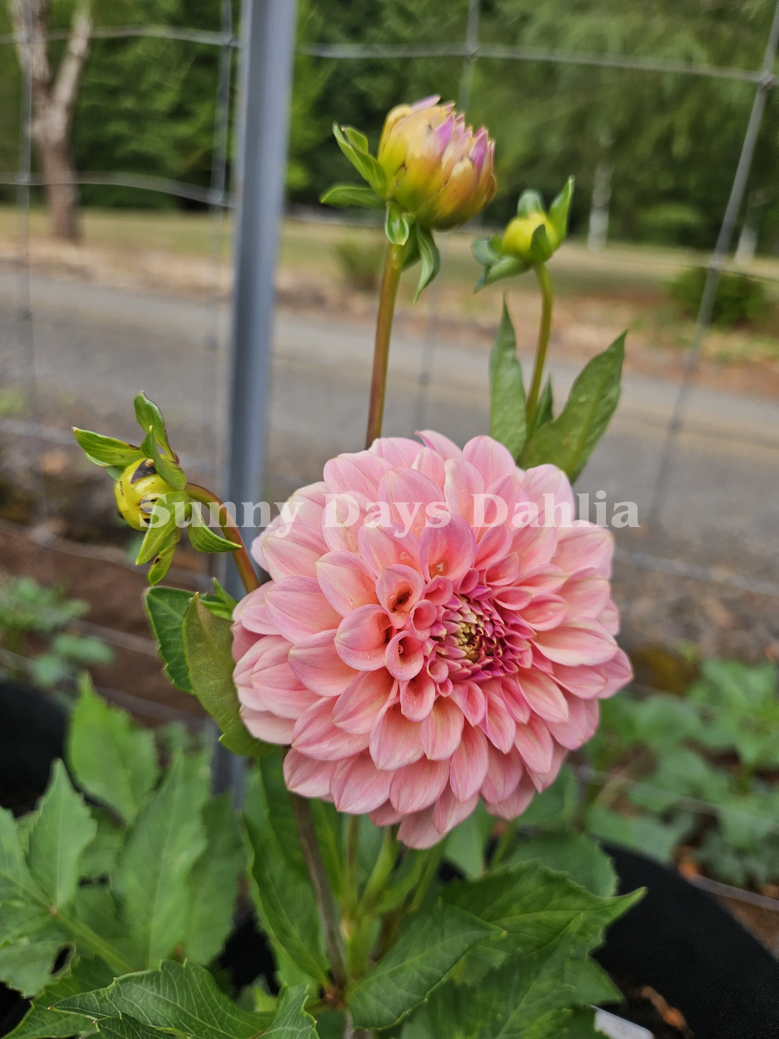 Rock Run Ashley 1.webp