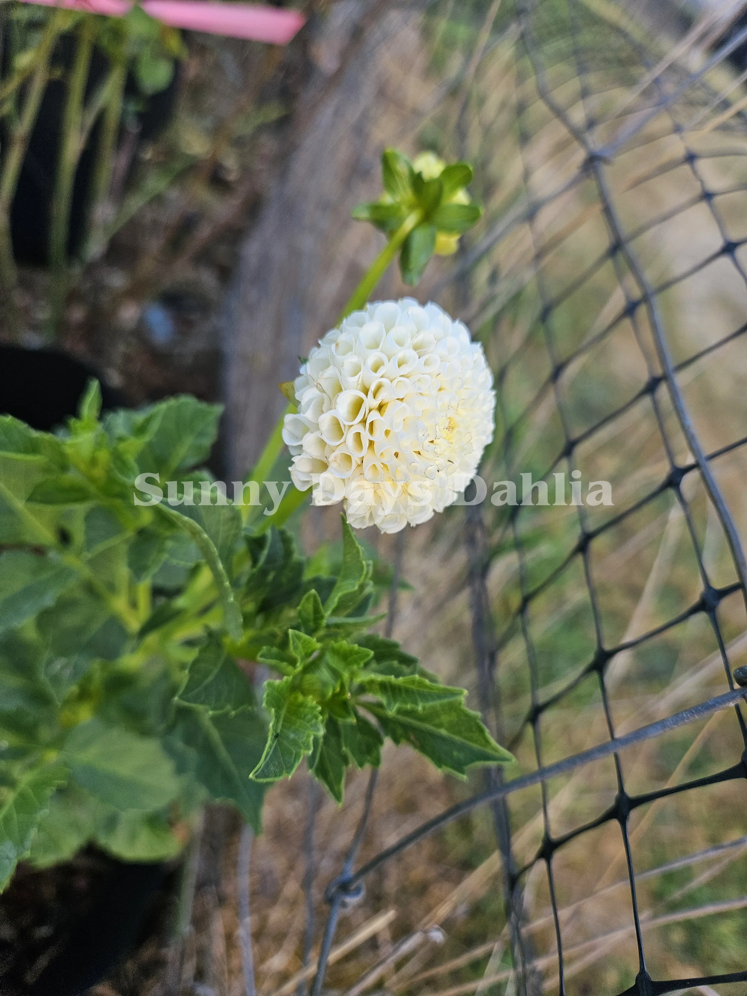 Tiny Treasure 2.webp