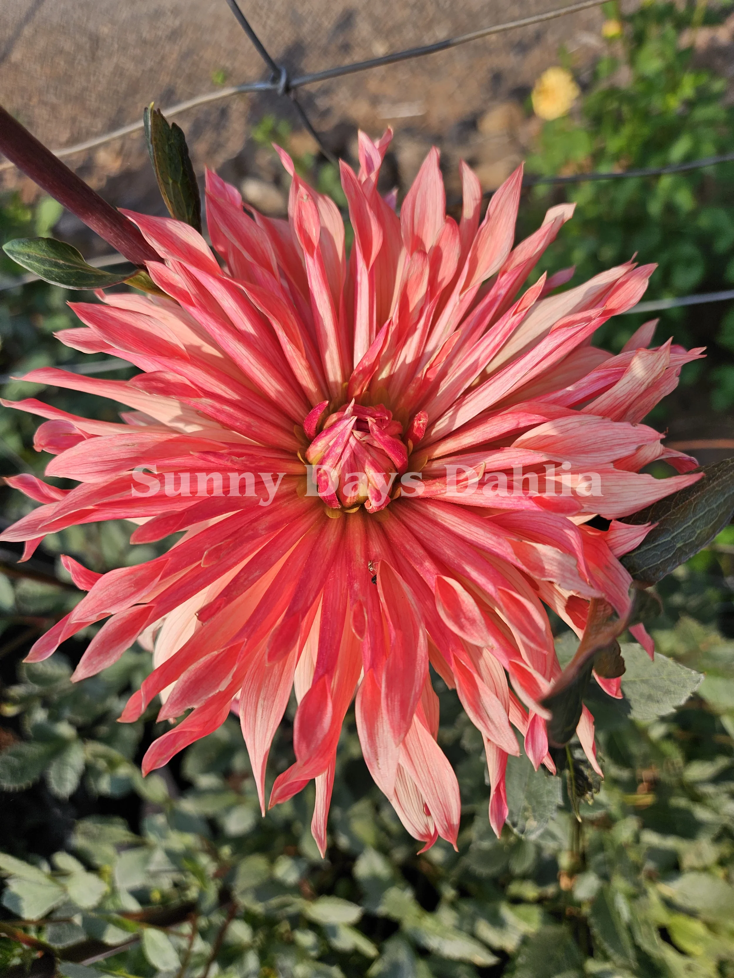 BQ Peach Sorbet.webp