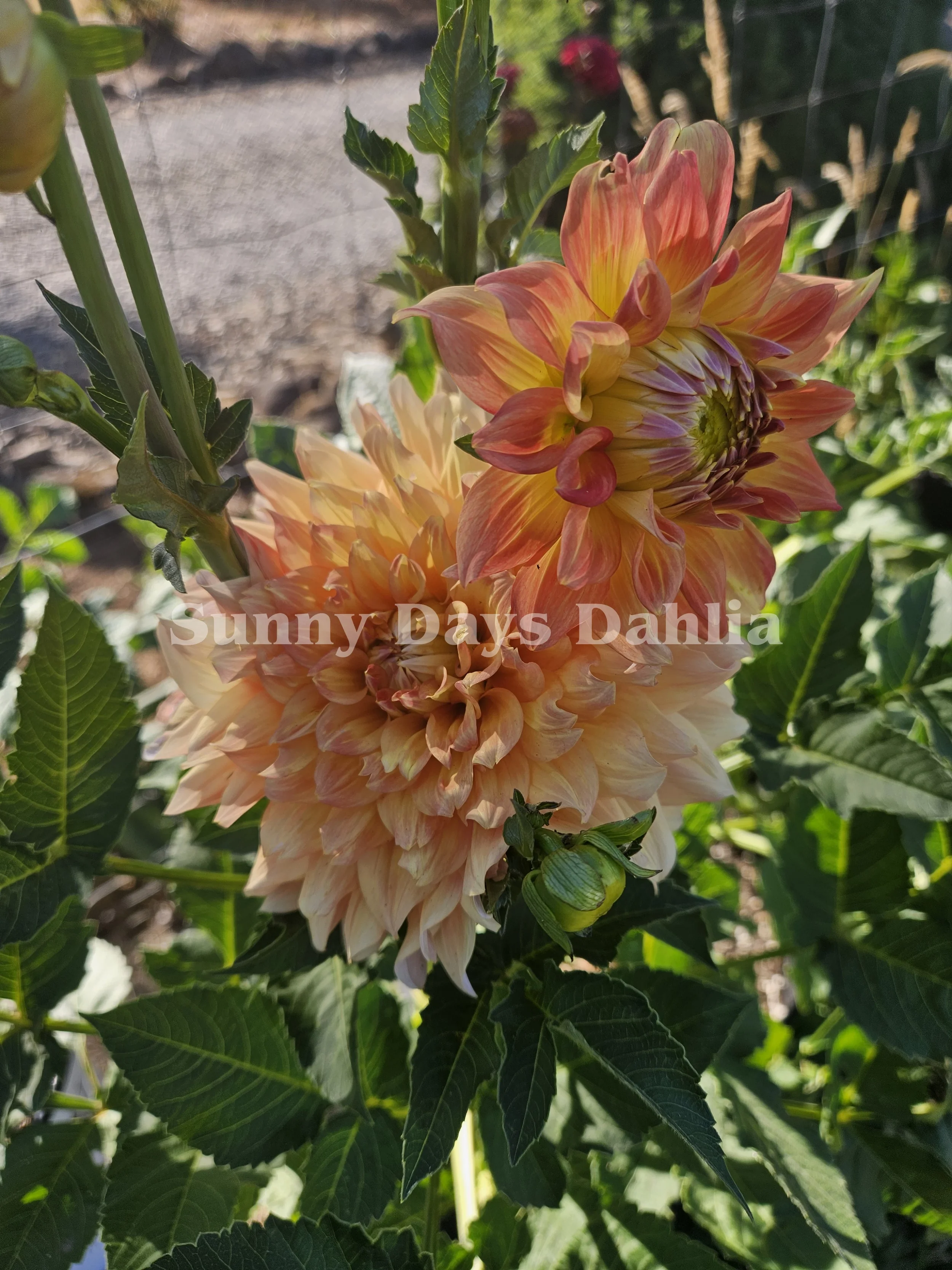 Ace Summer Sunset.webp