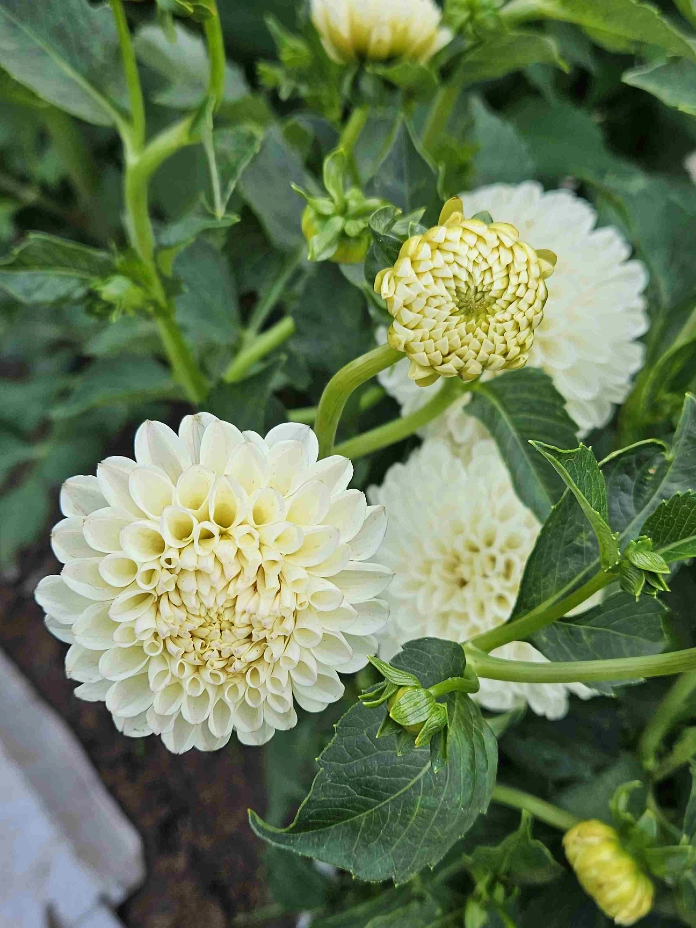White Nettie (2).jpg