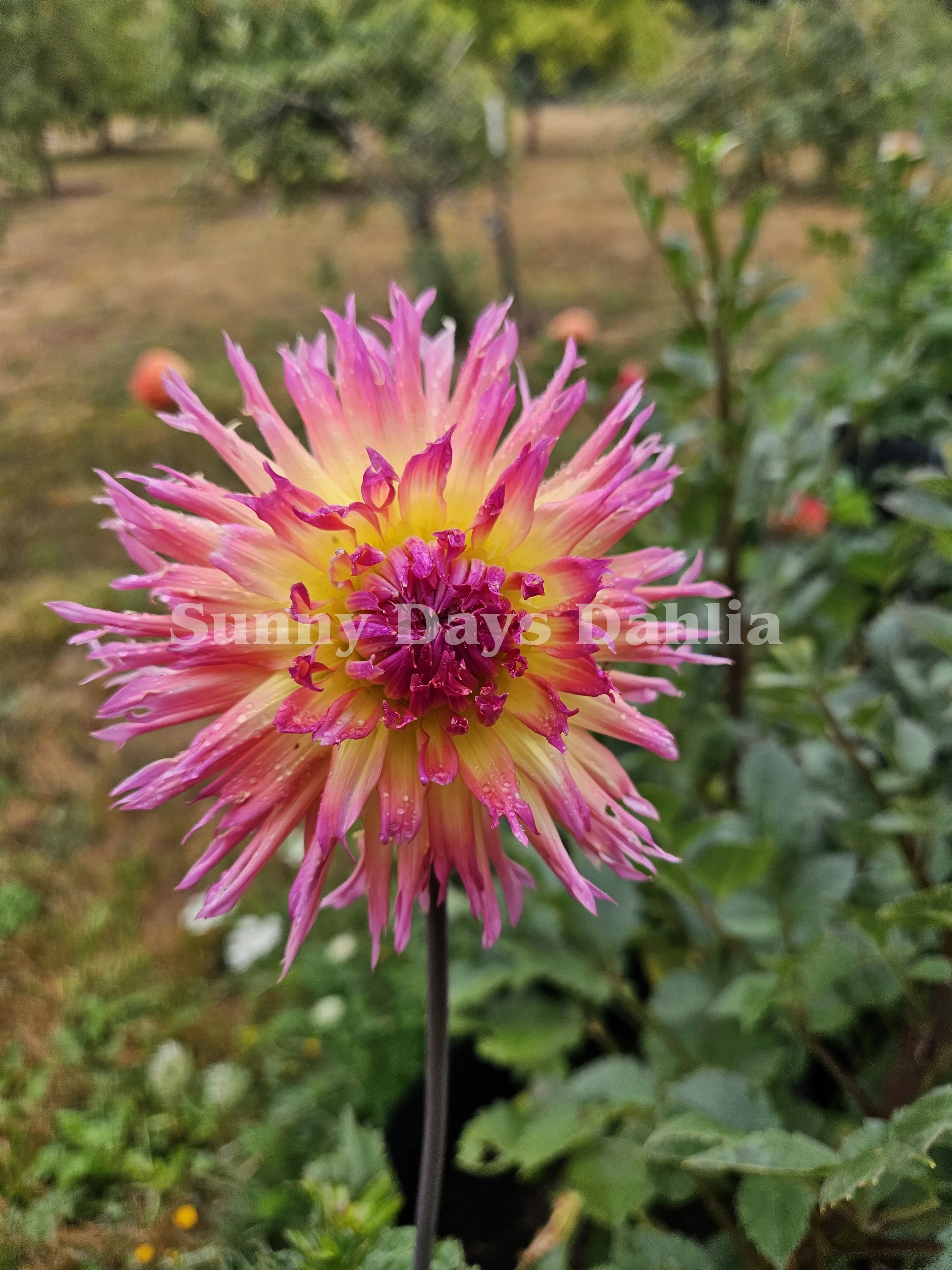 Bloomquist Mildred S