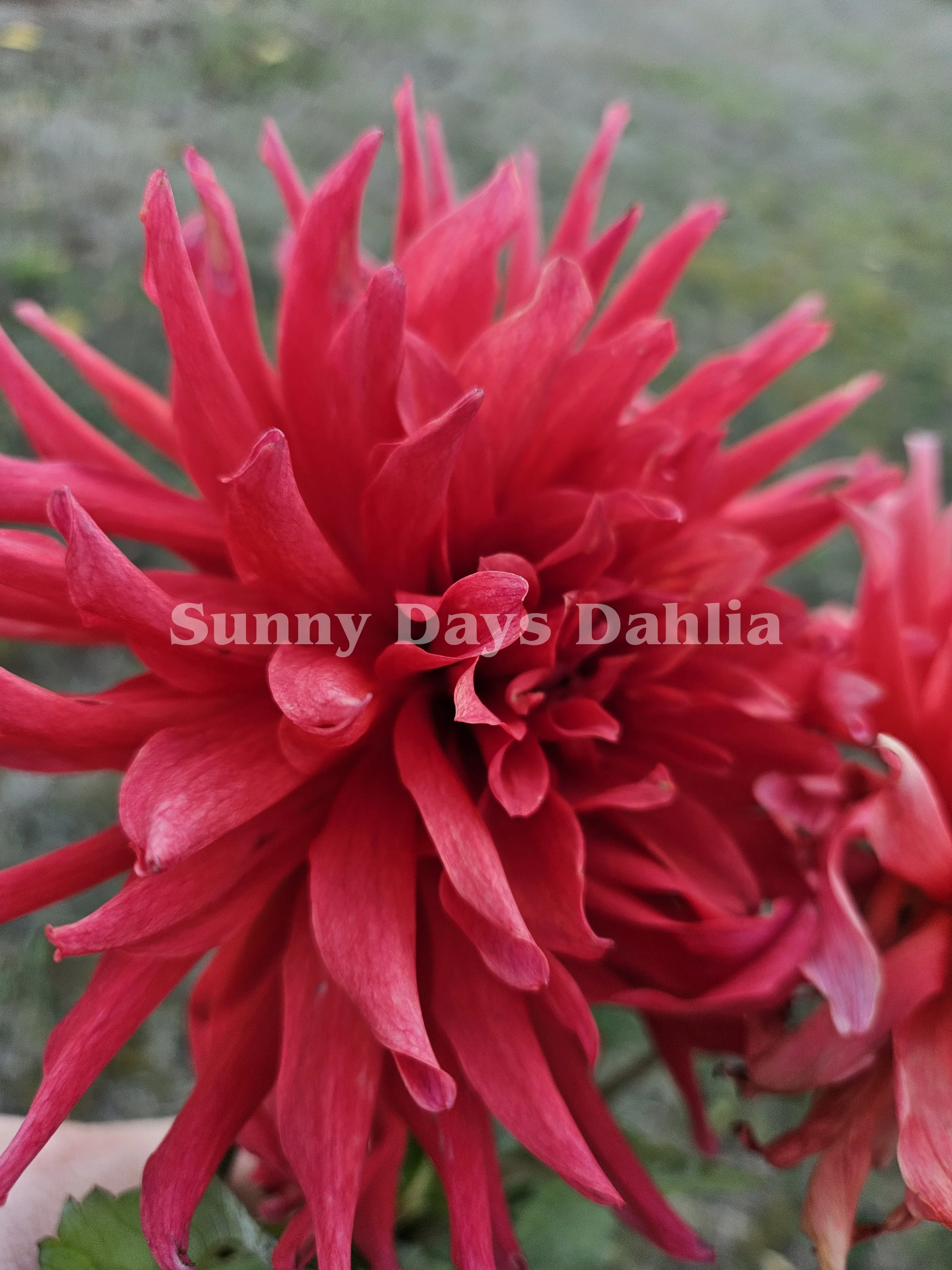 Dumpster Fire 3.webp