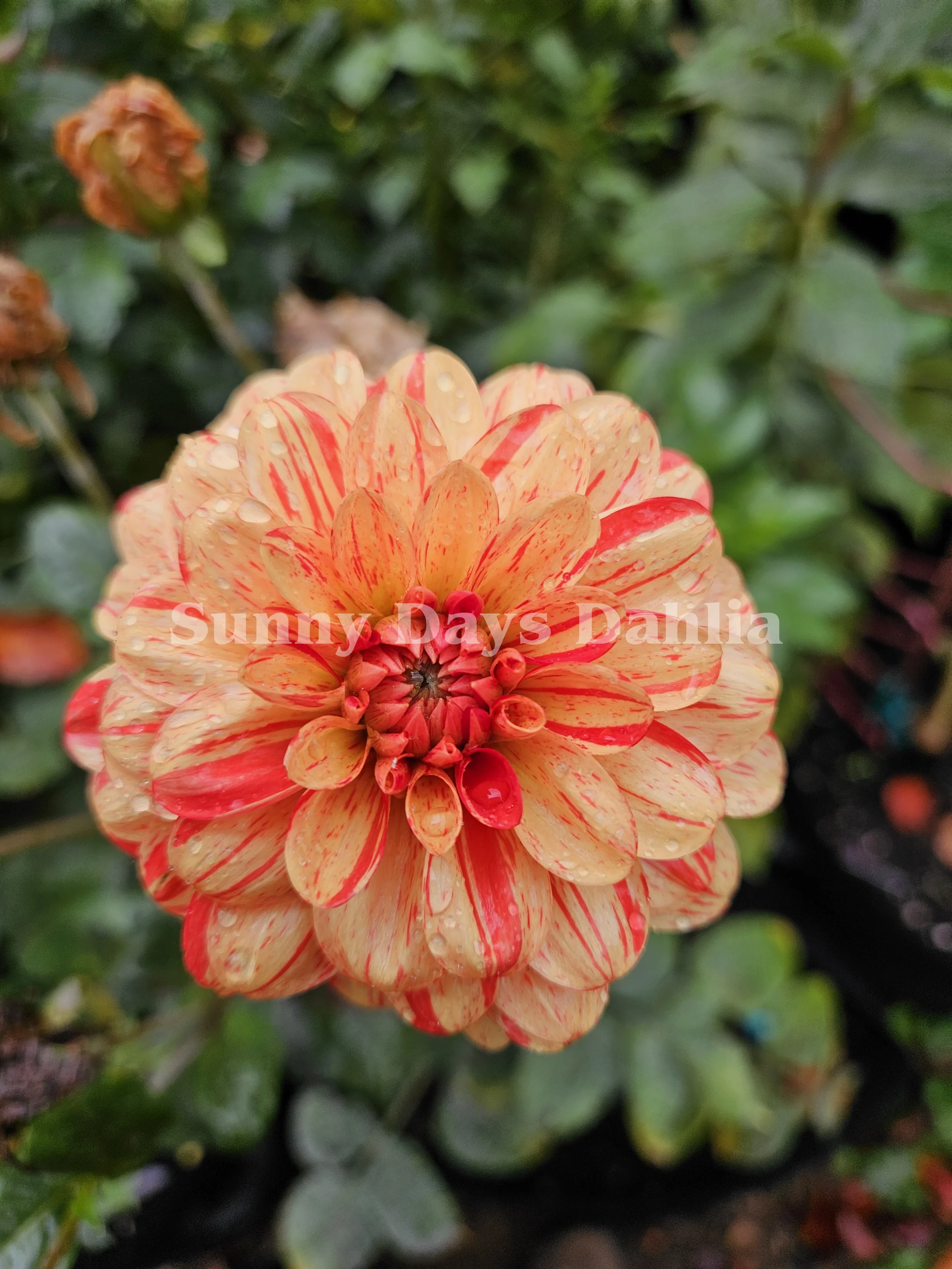 Striped Nagano 3.webp