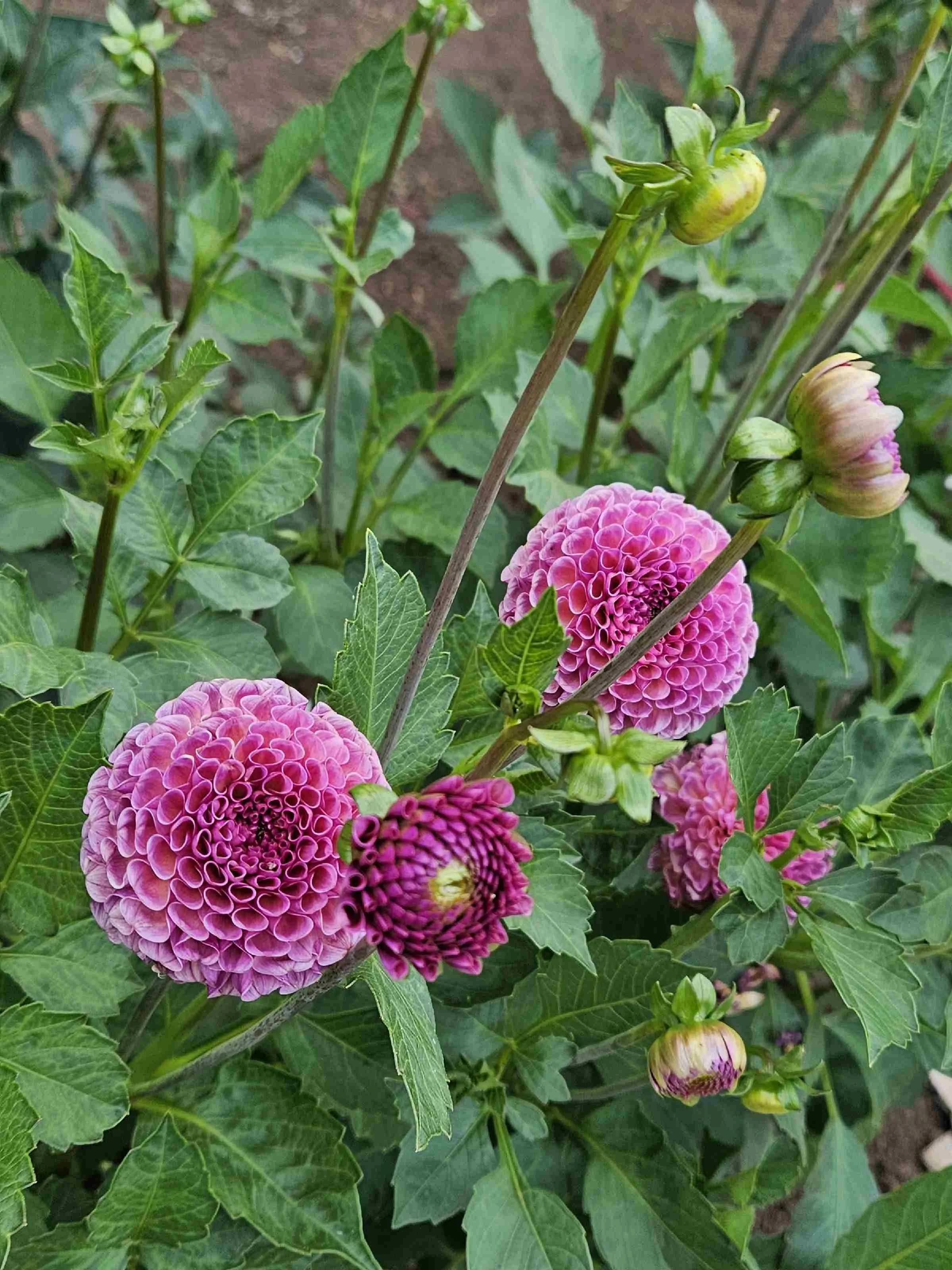 Koko Puff (2).jpg