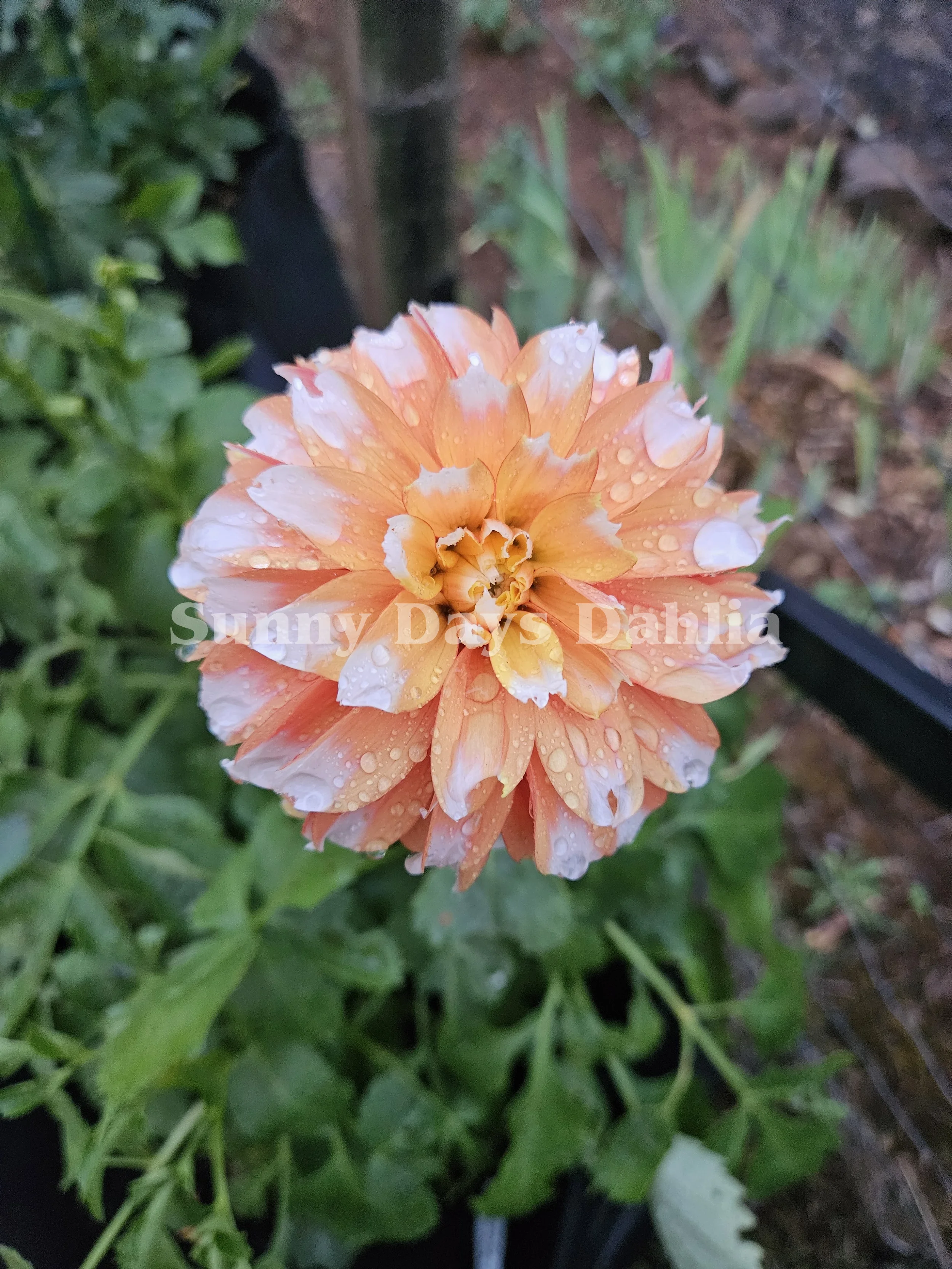 BQ Candy Corn 2.webp