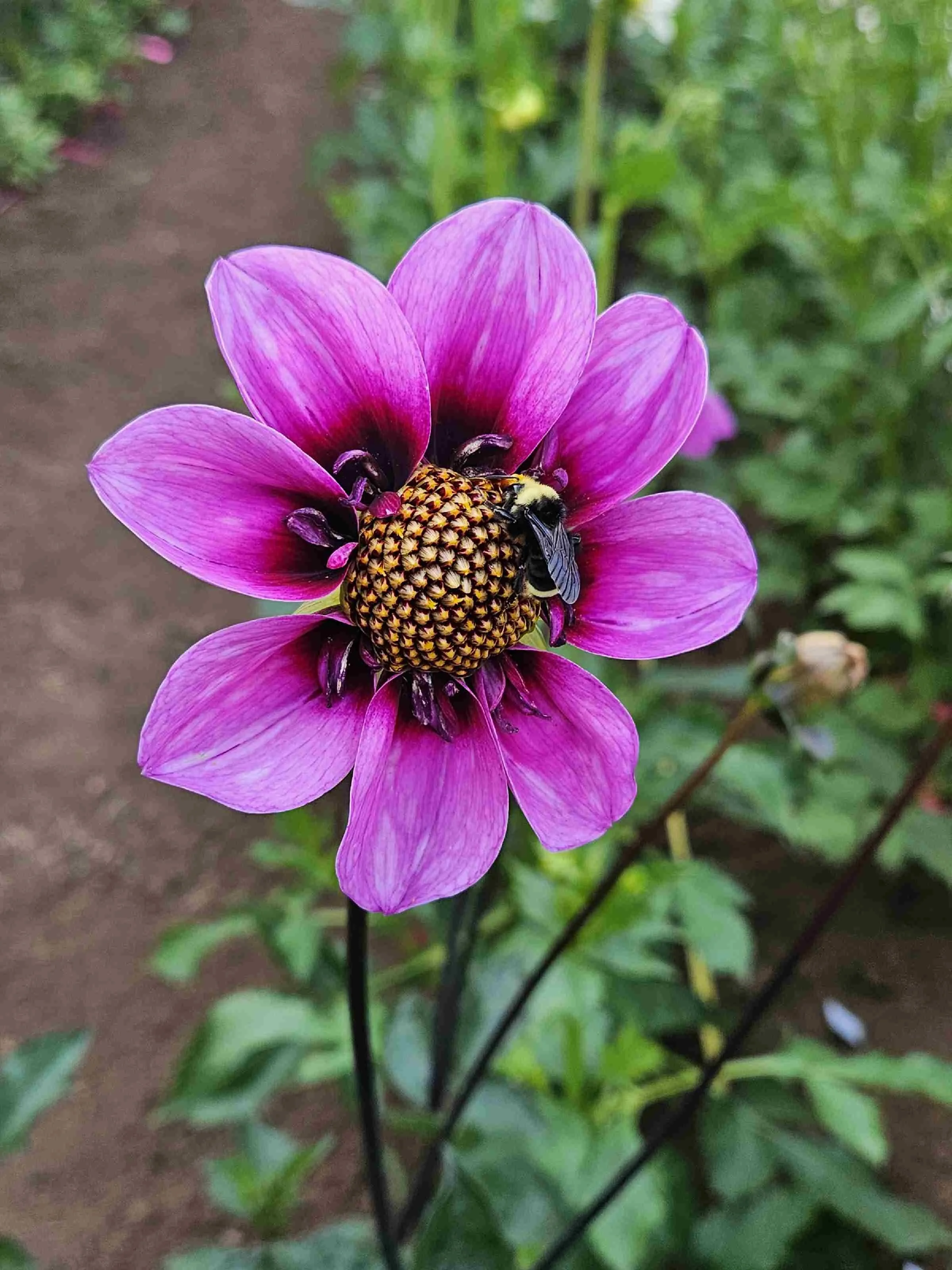 Bee happy (2).jpg