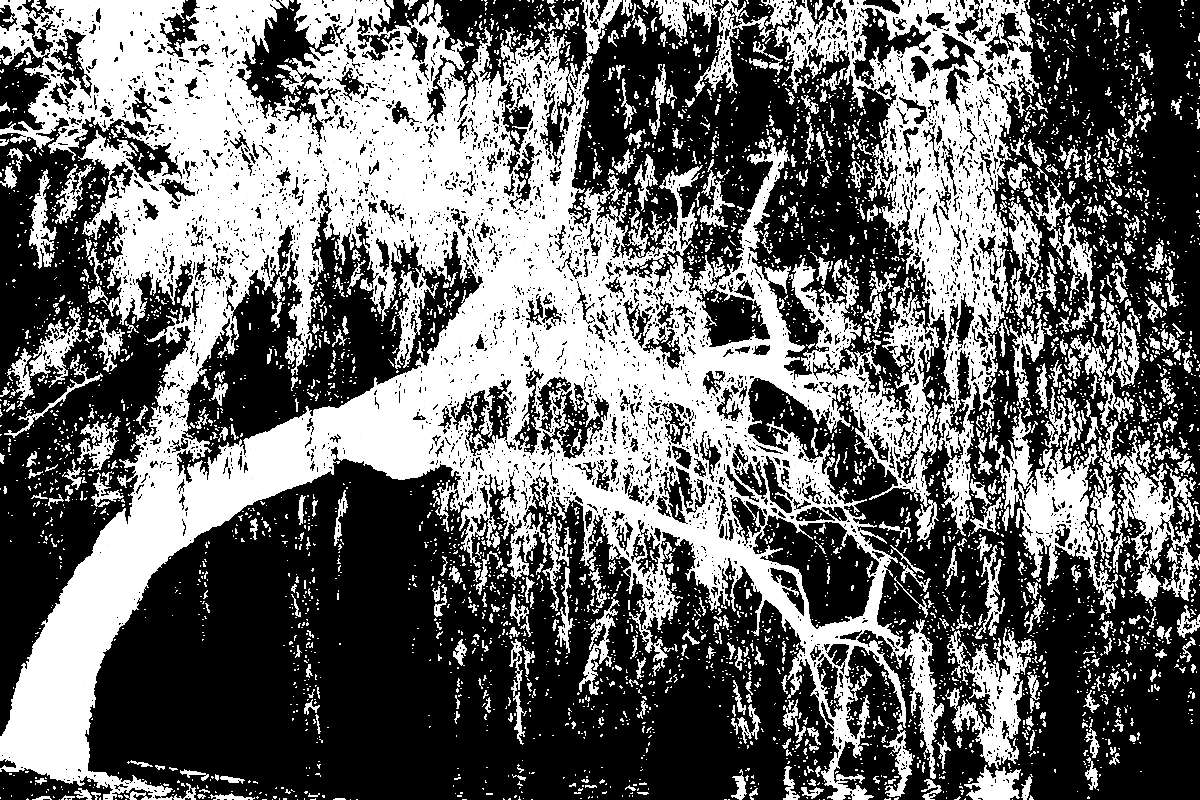 BLACK AND WHITE WEEPING WILLOW
