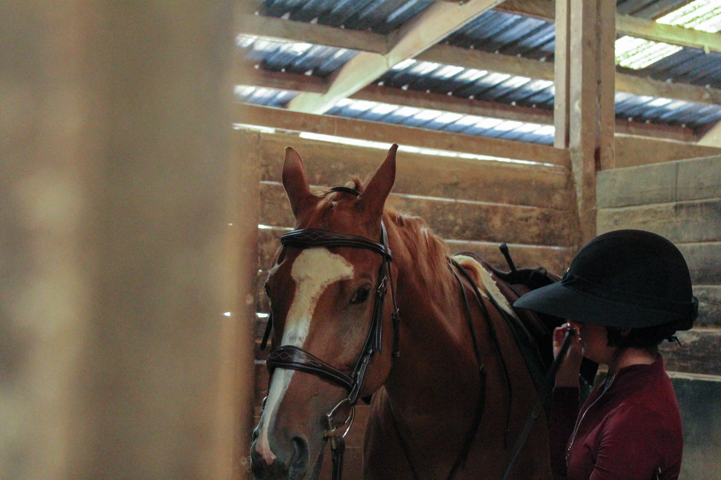 Founder Terese Chiara and "Shark Attack"