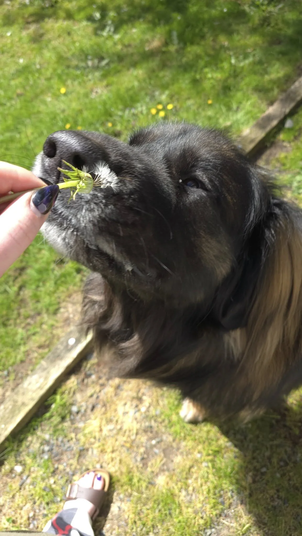 A dog sniffing a dandelion seed head held by a person outdoors on grass.