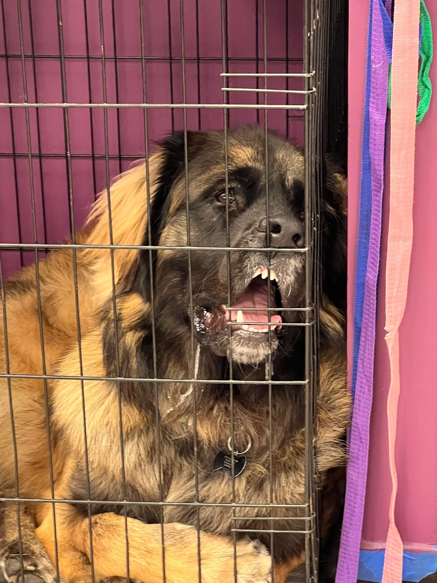 A large dog with fluffy fur and a black and brown coat inside a metal cage, barking or growling.