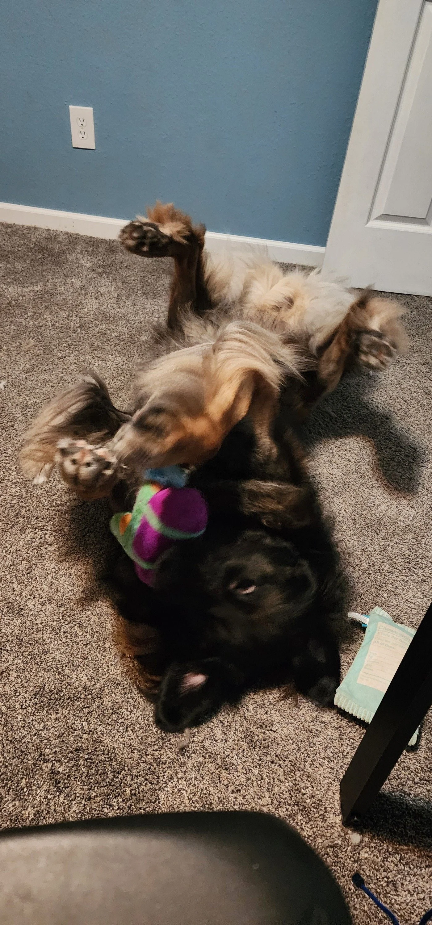 Two dogs playing on a carpeted floor, one with long sandy fur and paws up, the other black with brown markings, holding a colorful plush toy.