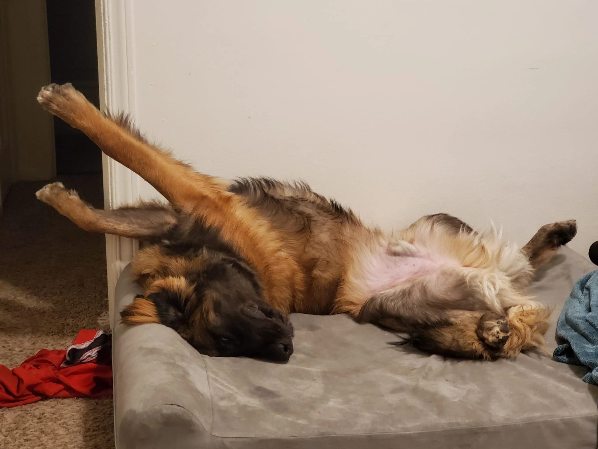 A dog lying on its back on a gray couch with its legs up, looking relaxed and sleeping.