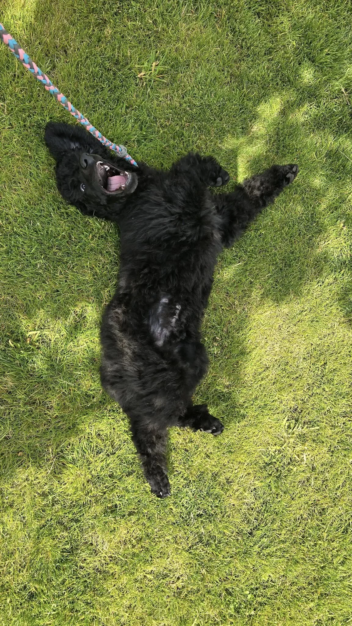 A black puppy is lying on the grass, looking up with its mouth open. The puppy has a multicolored leash attached to its collar.