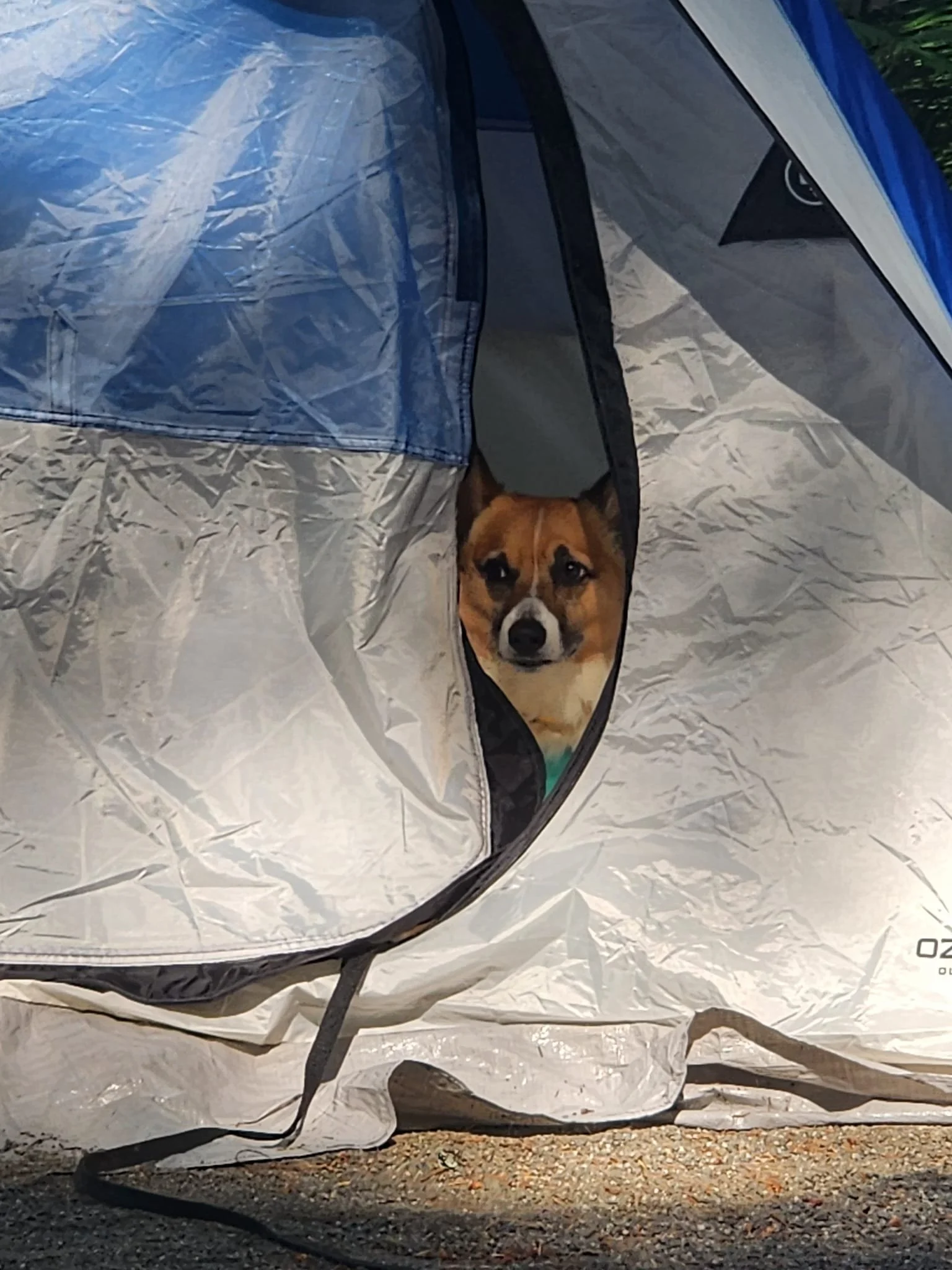 A dog looking out from a tent or pop-up shelter outdoors on a sunny day.