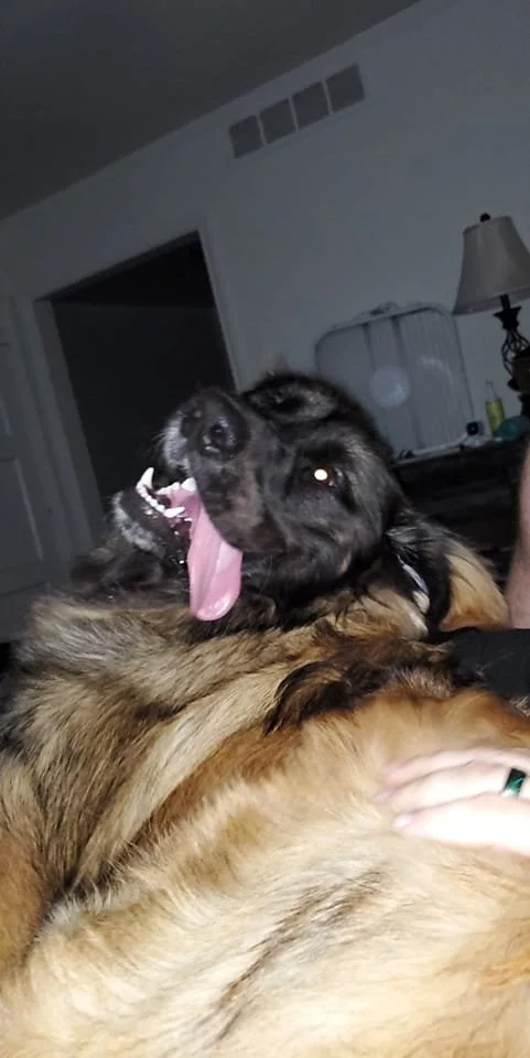 A happy, yawning dog lying on its side in a living room with a lamp, bird cage, and other furniture in the background.