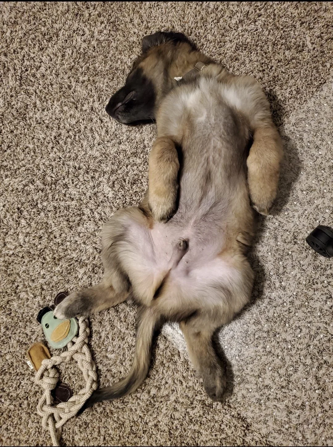 A puppy lying on its back on a carpet.