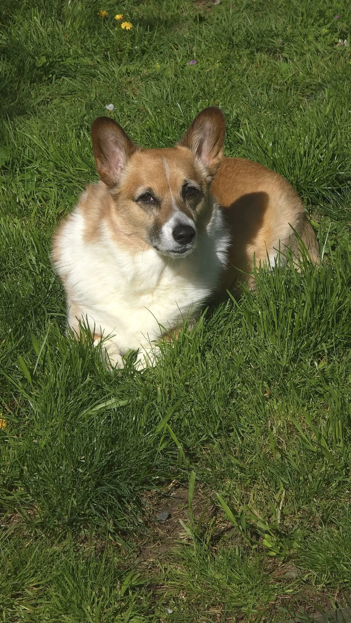 A cute dog with a light brown and white coat lying on green grass in sunlight.