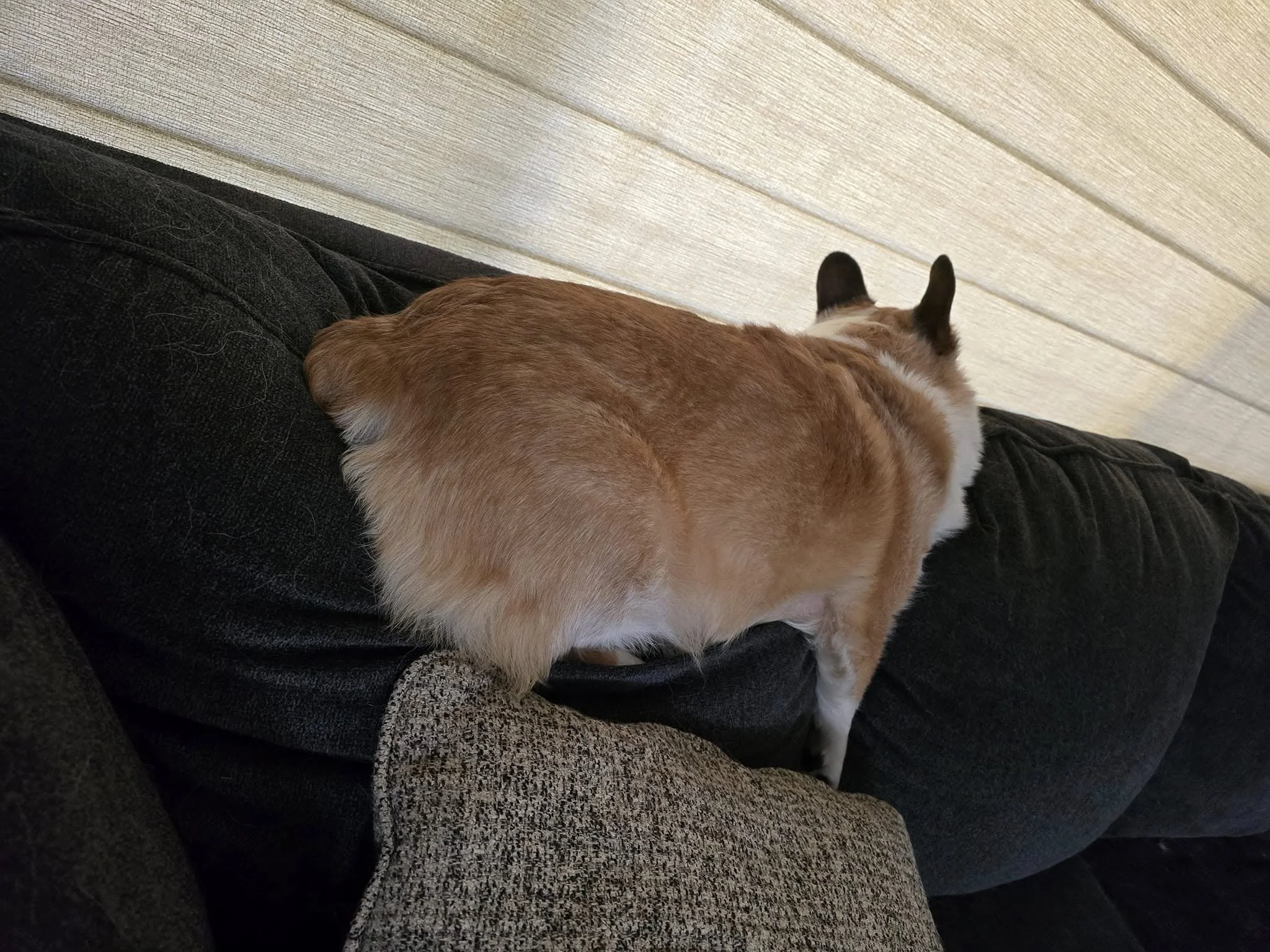 A dog with a tan and white coat sitting on a black couch, facing away from the camera.