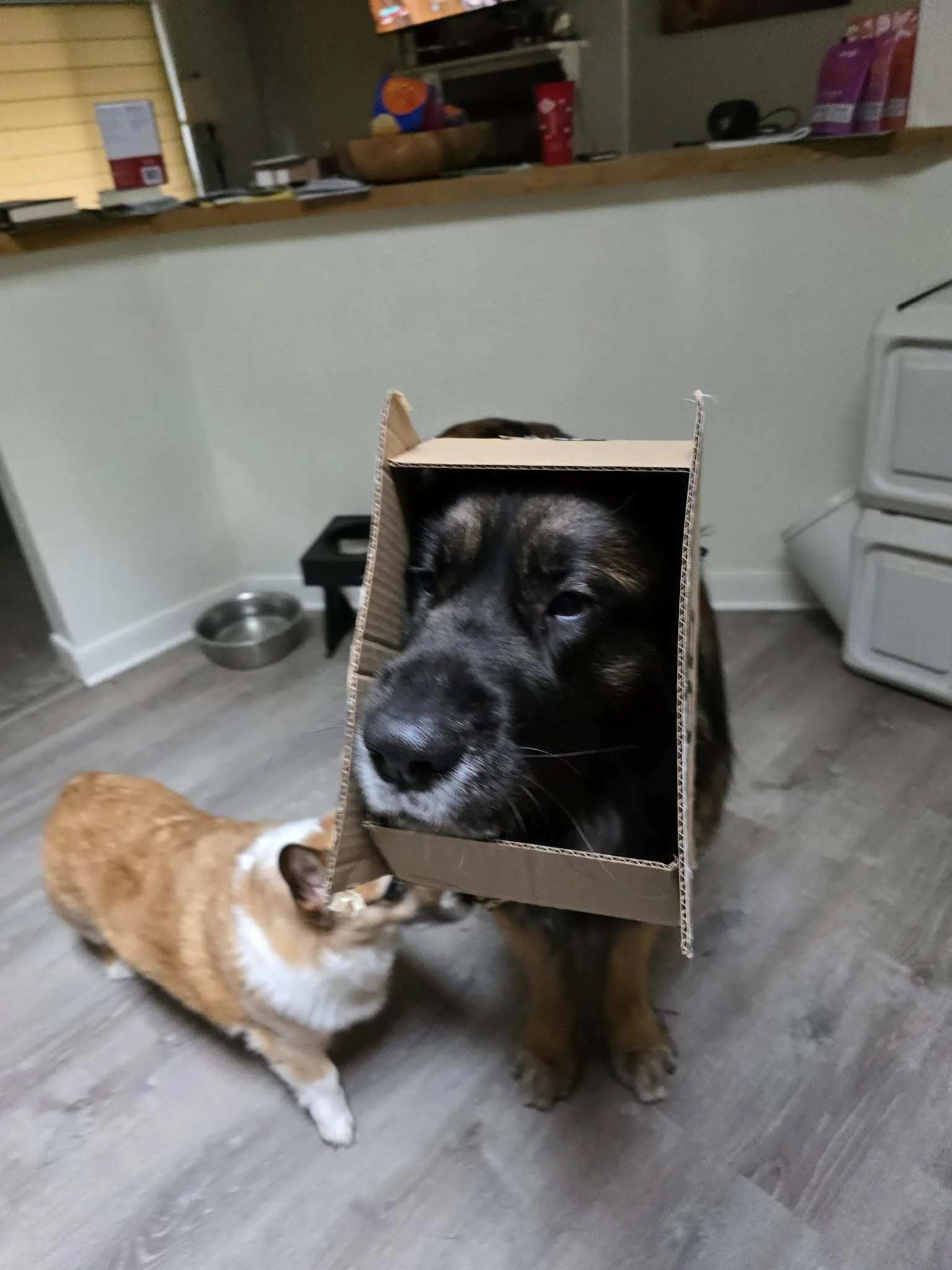 A dog wearing a cardboard box around its head and a cat walking past in a kitchen.