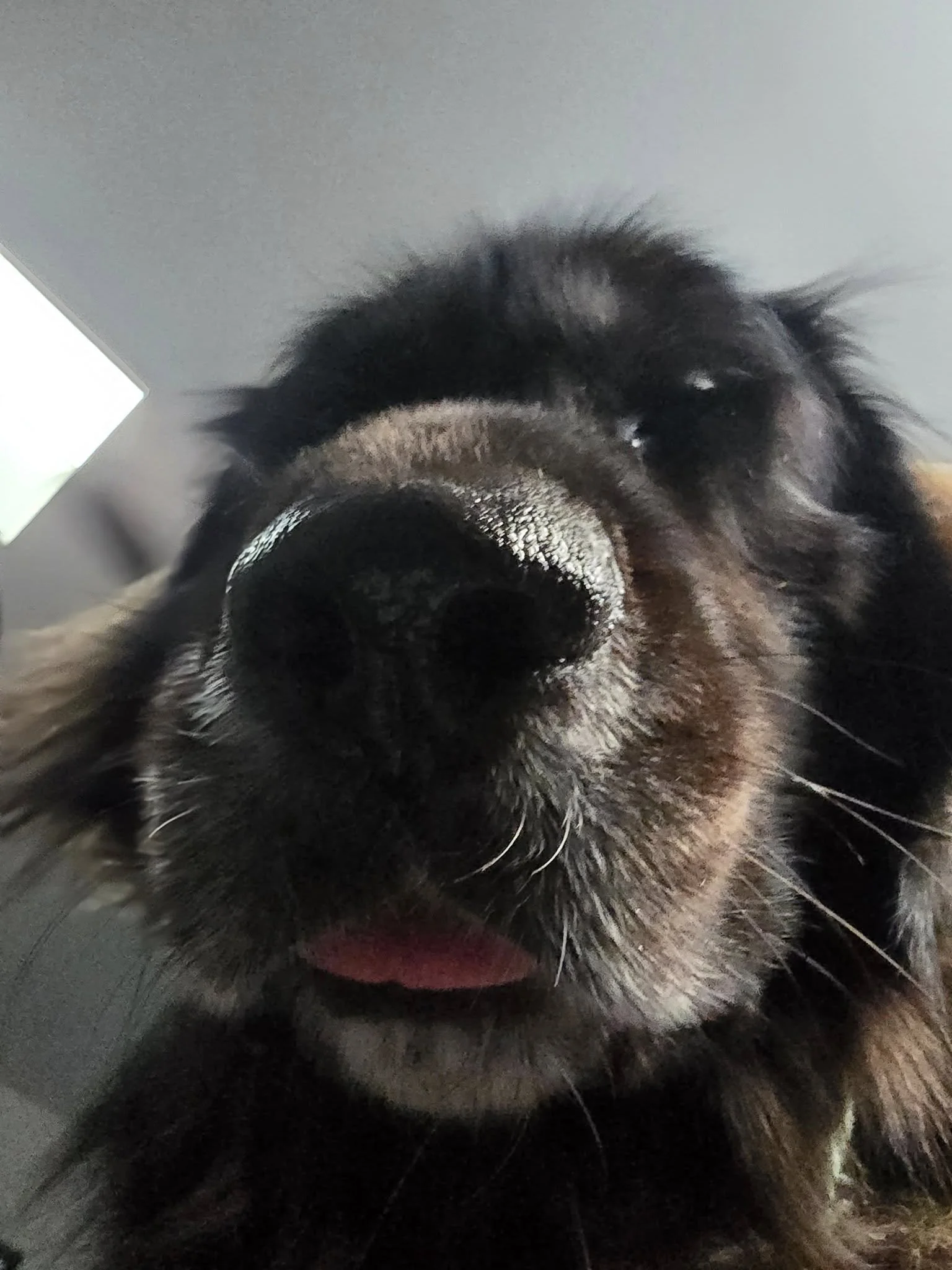 Close-up of a Leonberger’s face, focusing on its nose and part of its tongue.