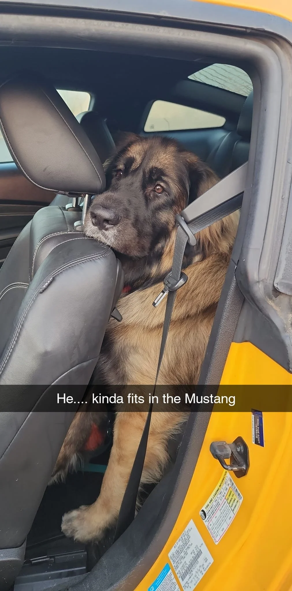 A large dog with a black and brown coat sitting in the back seat of a yellow Mustang, resting its head on the front seat's headrest. The dog appears relaxed and is looking outside the car. The caption reads, 'He... kinda fits in the Mustang.'
