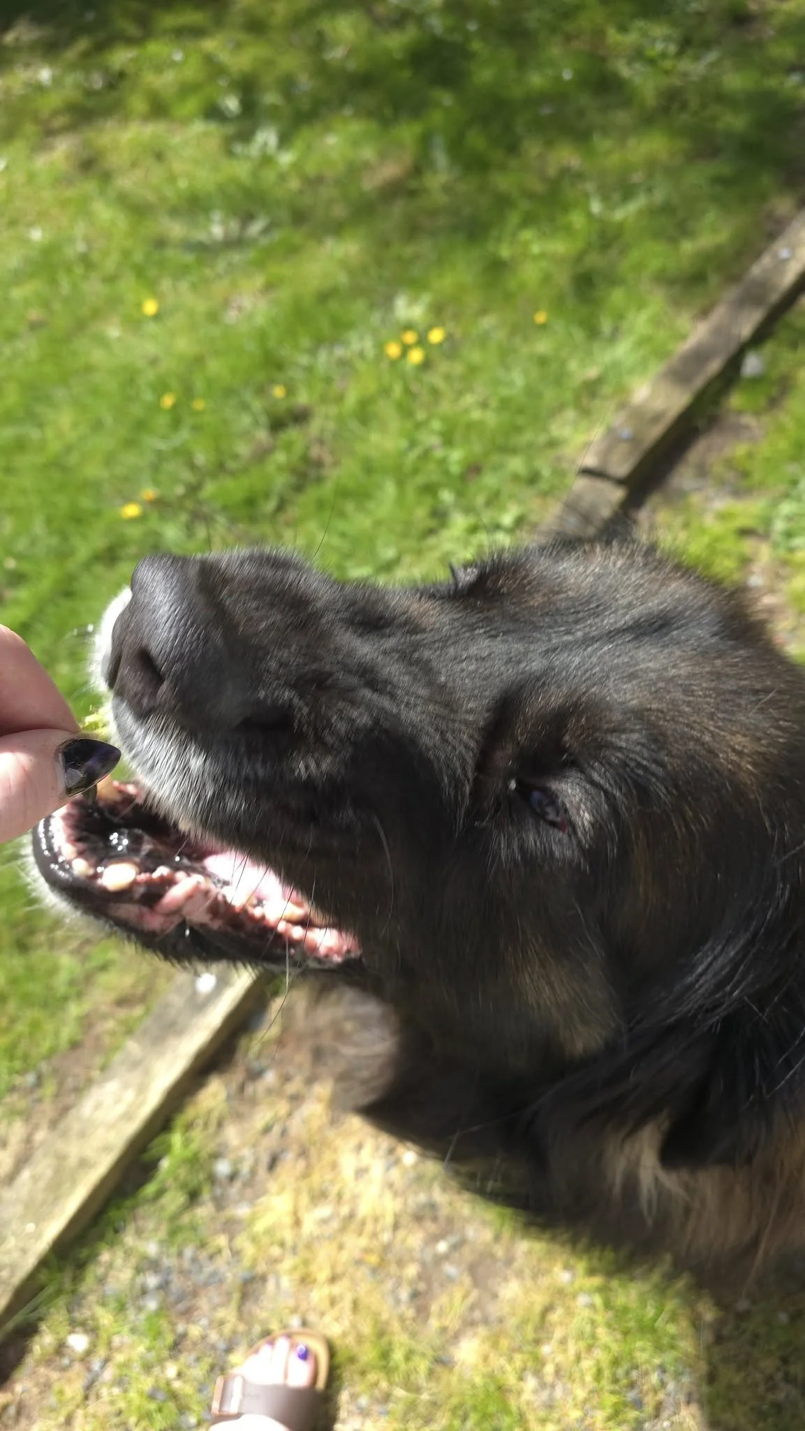 A black dog with some brown fur is being fed a treat outdoors on grass with yellow flowers, a wooden plank, and a person's foot in sandals visible in the background.