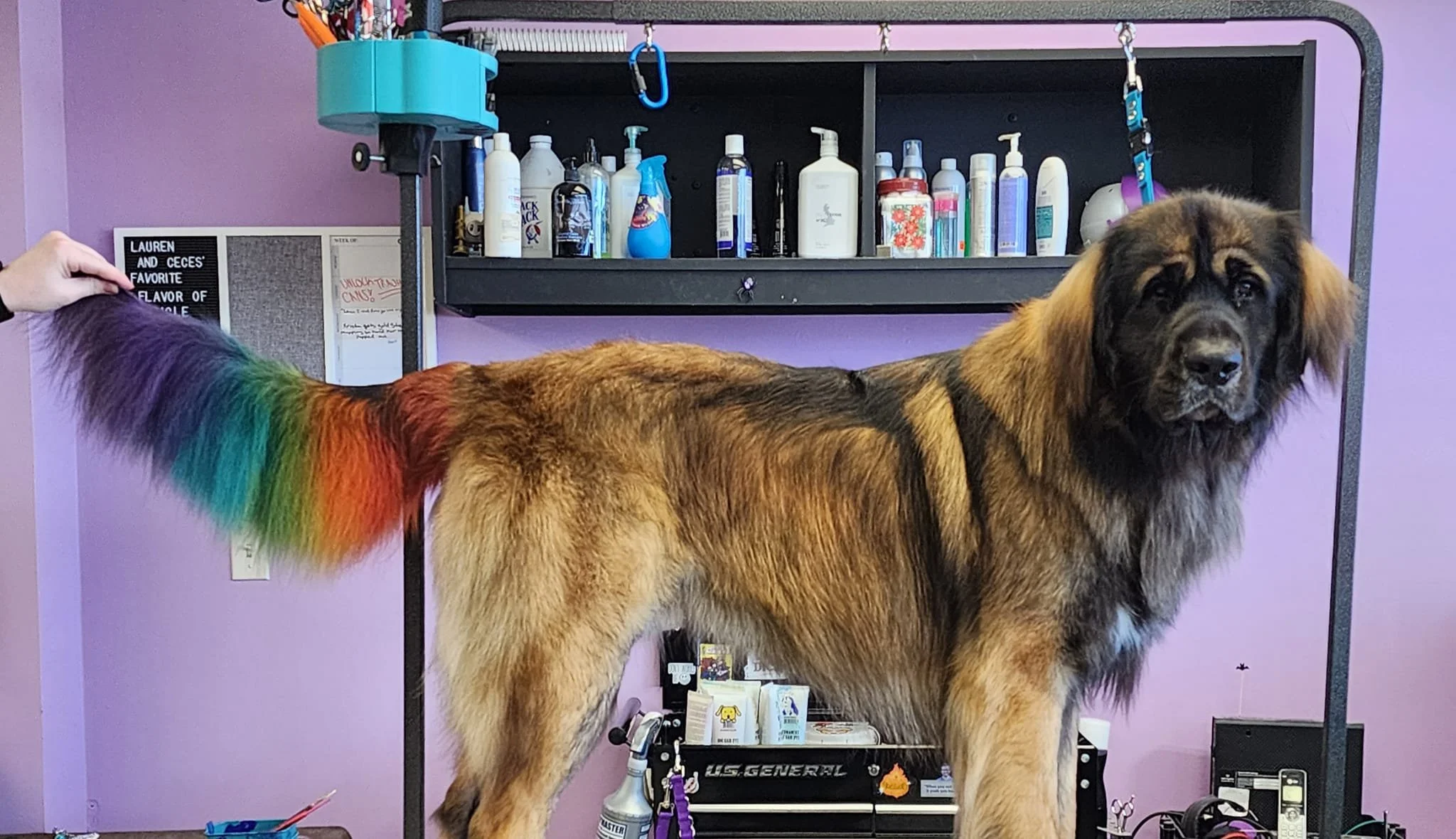 Dog with a rainbow-colored tail standing on grooming table in a pet grooming salon.