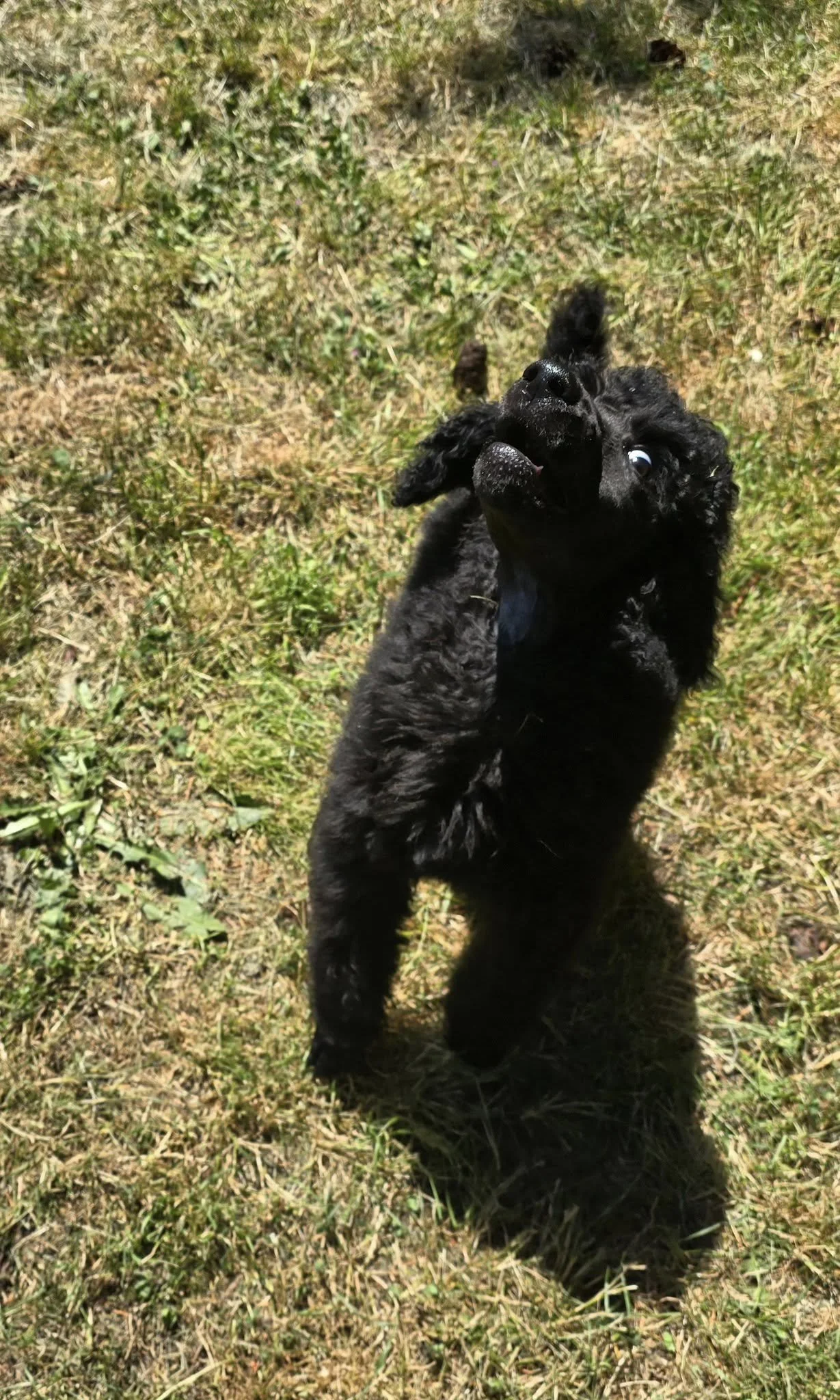 Black puppy playing outdoors on a grassy field.