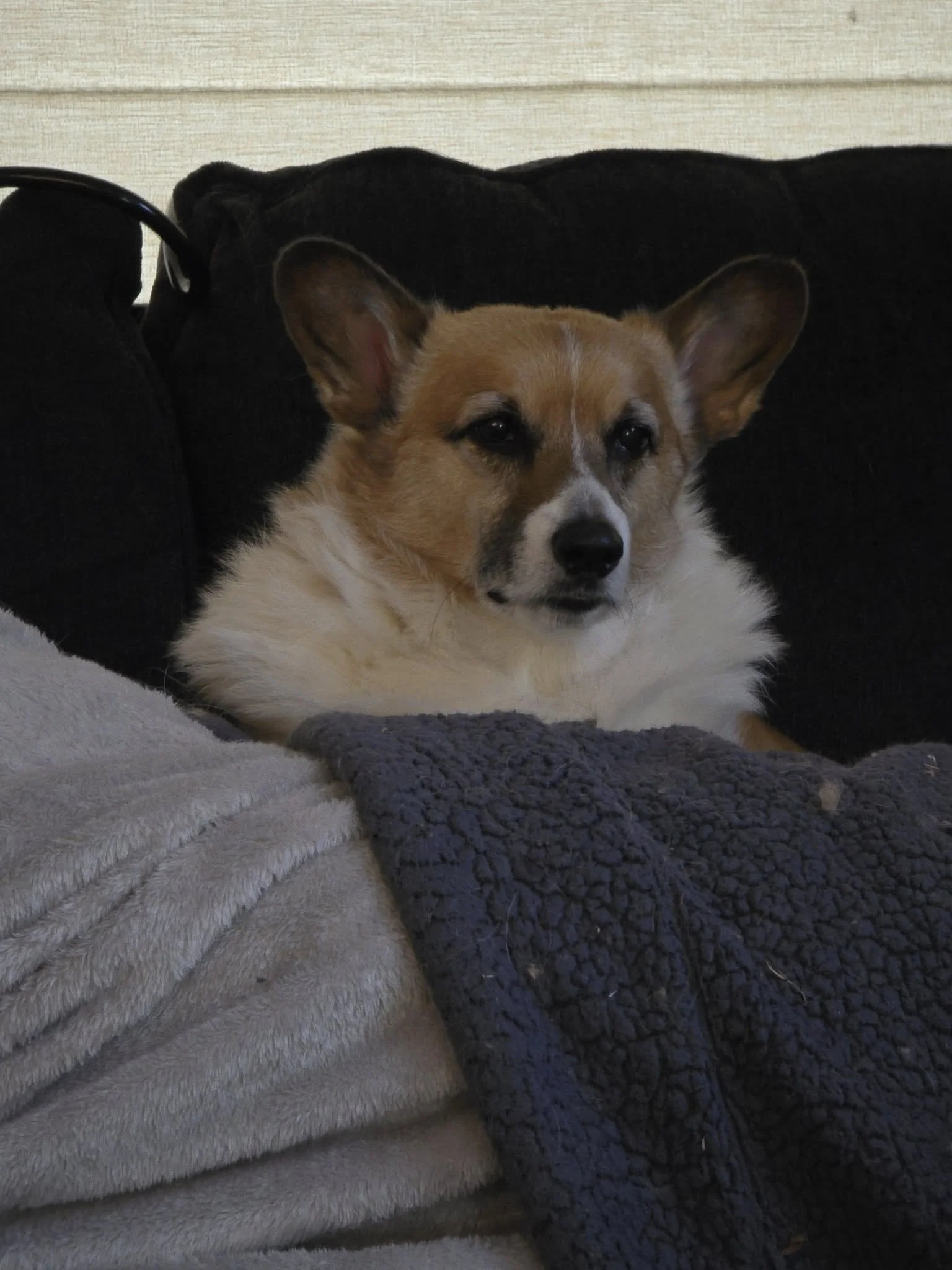 A Pembroke Welsh Corgi with tan and white fur, sitting on a couch with a dark background. The dog has large ears and a serious expression on its face.