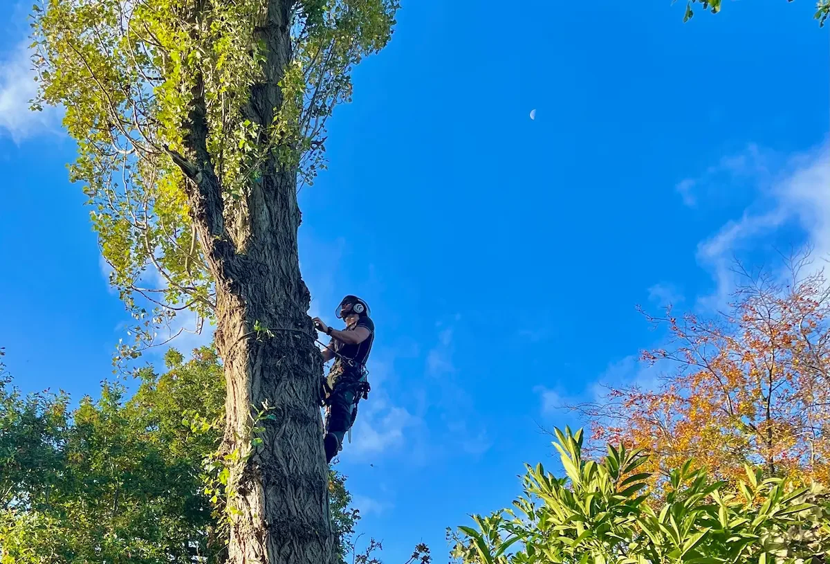 A person wearing a helmet and harness is climbing a tall tree with green leaves, against a blue sky with some clouds and a visible moon.
