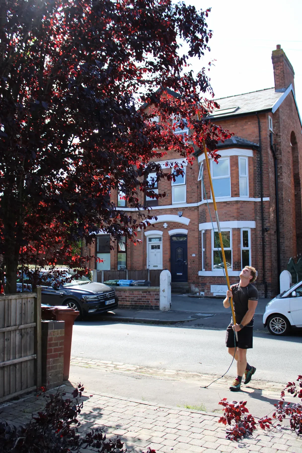 A person trimming a tall tree with a pole saw on a residential street with parked cars and brick houses.