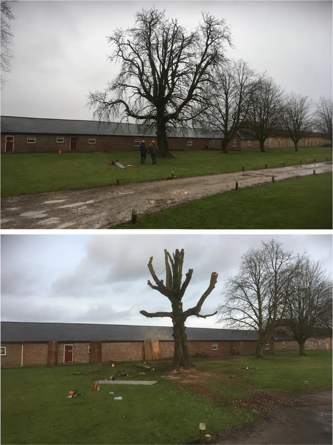 Two photos showing the removal of a large tree in a grassy area near a building. The first photo shows the tree still standing with workers near it. The second photo shows the tree cut down, with branches and debris on the ground.