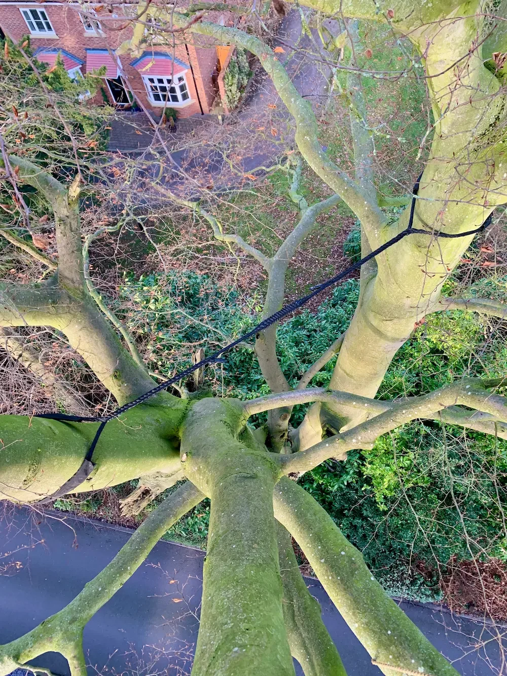 View from the top of a tall tree looking down at the branches and the yard below with a house in the background.