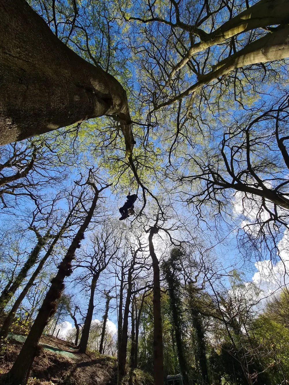 Looking up at tall trees with a blue sky and scattered clouds, some with budding green leaves, and a person hanging from a branch.