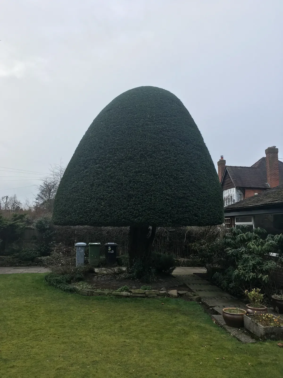 A large, neatly trimmed, conical shaped hedge tree in a front yard with a house in the background, three trash bins, and a grassy lawn.