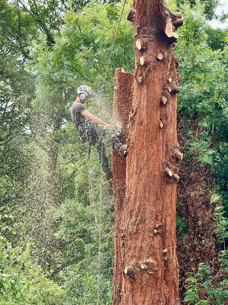 A person wearing a helmet and gloves is climbing or cutting a large tree trunk in a forested area, surrounded by green foliage.