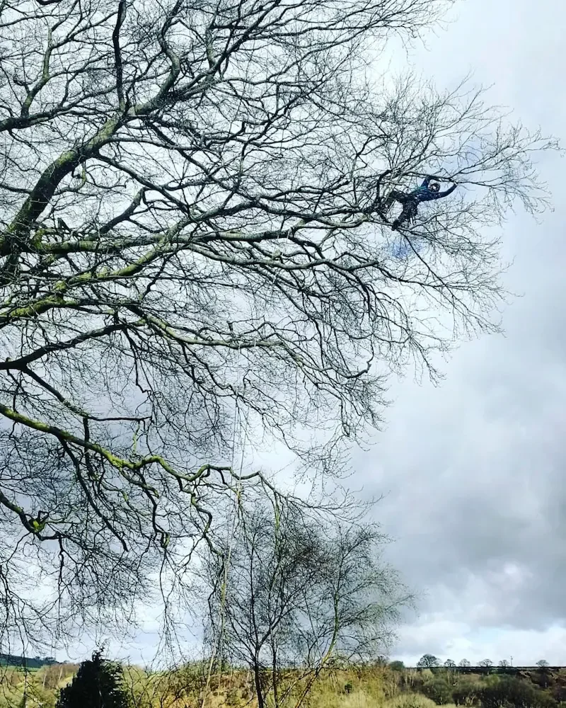 A person in dark clothing climbing a large, leafless tree.