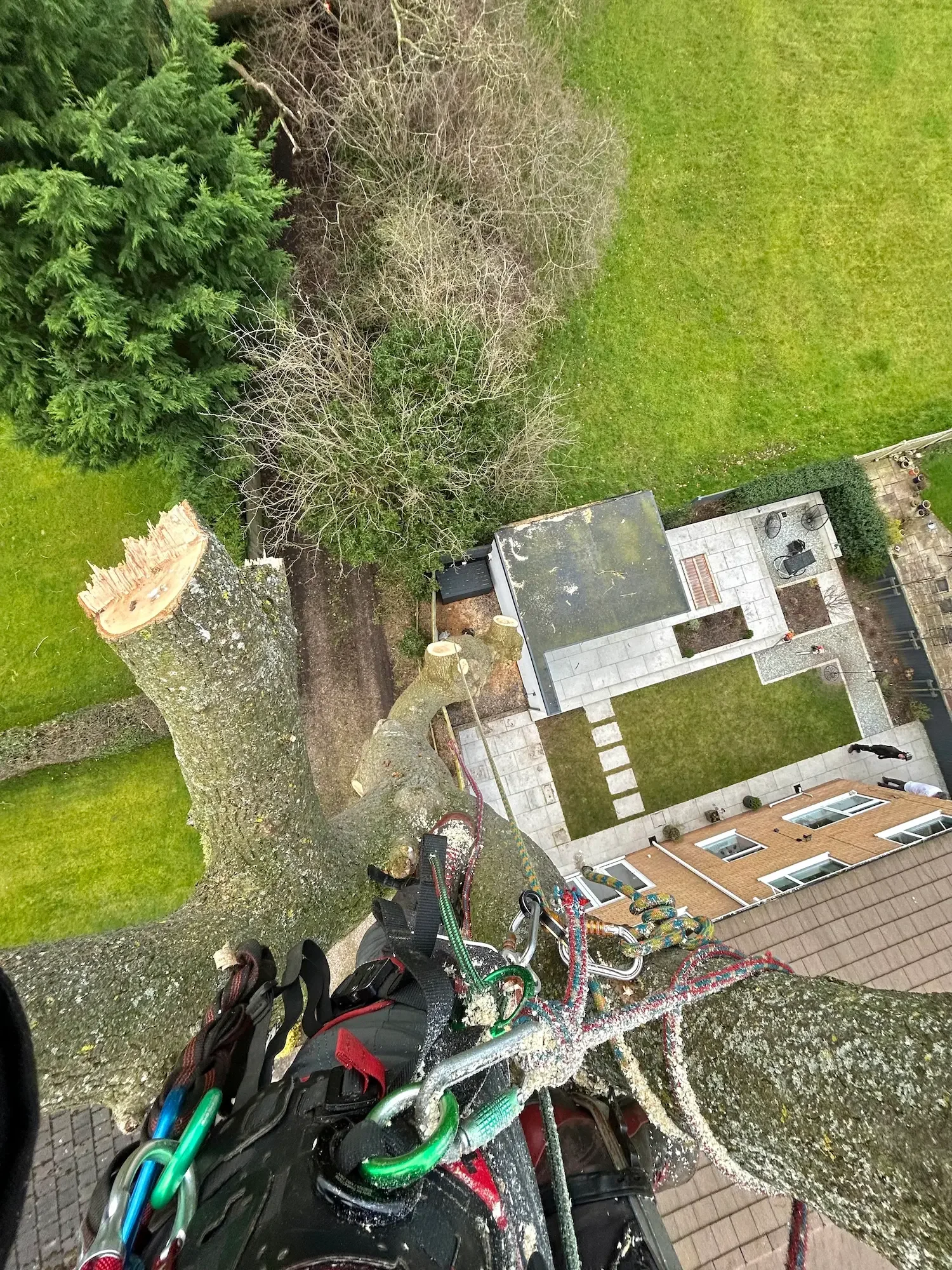 View of a tall tree with a large trunk and branches, some covered with moss, in a backyard. There is a lawn, a patio with outdoor furniture, and a house with windows and a brick exterior.