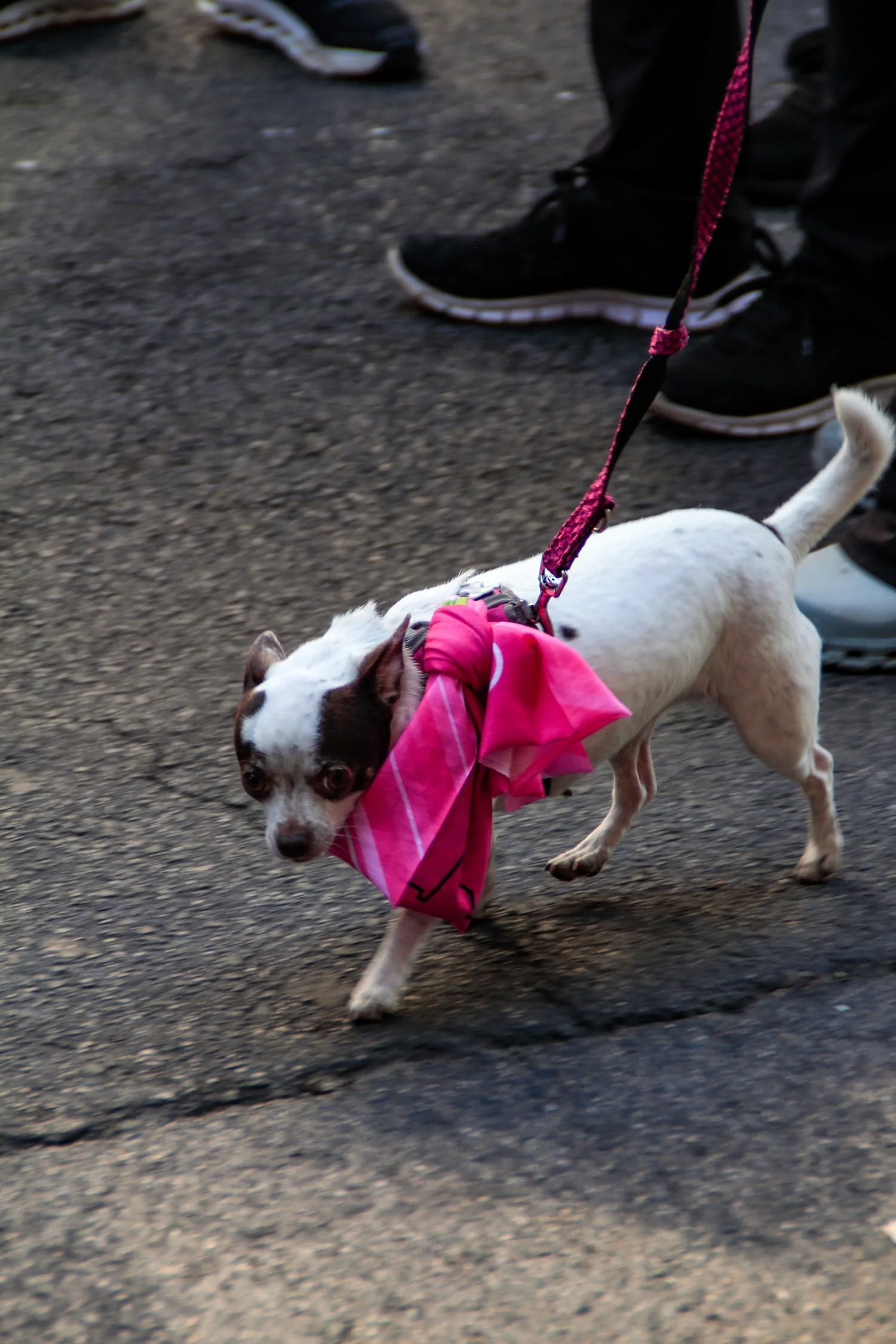 Carrera de la mujer 2026 - Enfoque Rioja - Salida-89.jpg