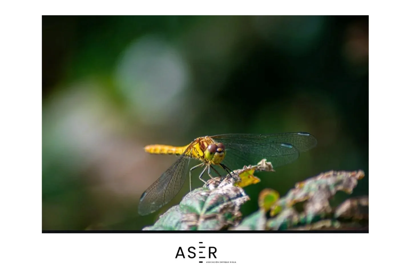 &iexcl;Foto destacada en #enfoquerioja!
Nos dej&aacute;is alucinando con vuestras publicaciones&hellip;
Hoy queremos dar protagonismo a la mirada &uacute;nica de @eluco.photos con este pedazo de foto 📸✨

#enfoquerioja sigue creciendo gracias a vosot