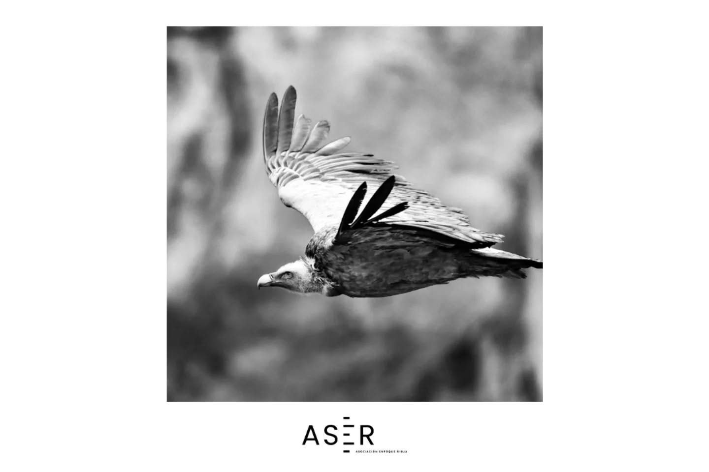 &iexcl;Foto destacada en #enfoquerioja!
Nos dej&aacute;is alucinando con vuestras publicaciones&hellip;
Hoy queremos dar protagonismo a la mirada &uacute;nica de @sam_rios_wildframe con este pedazo de foto 📸✨

#enfoquerioja sigue creciendo gracias a