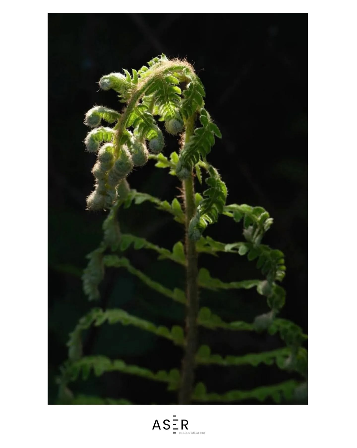 &iexcl;Foto destacada en #enfoquerioja!
Nos dej&aacute;is alucinando con vuestras publicaciones&hellip;
Hoy queremos dar protagonismo a la mirada &uacute;nica de @maiteosa con este pedazo de foto 📸✨

#enfoquerioja sigue creciendo gracias a vosotros,