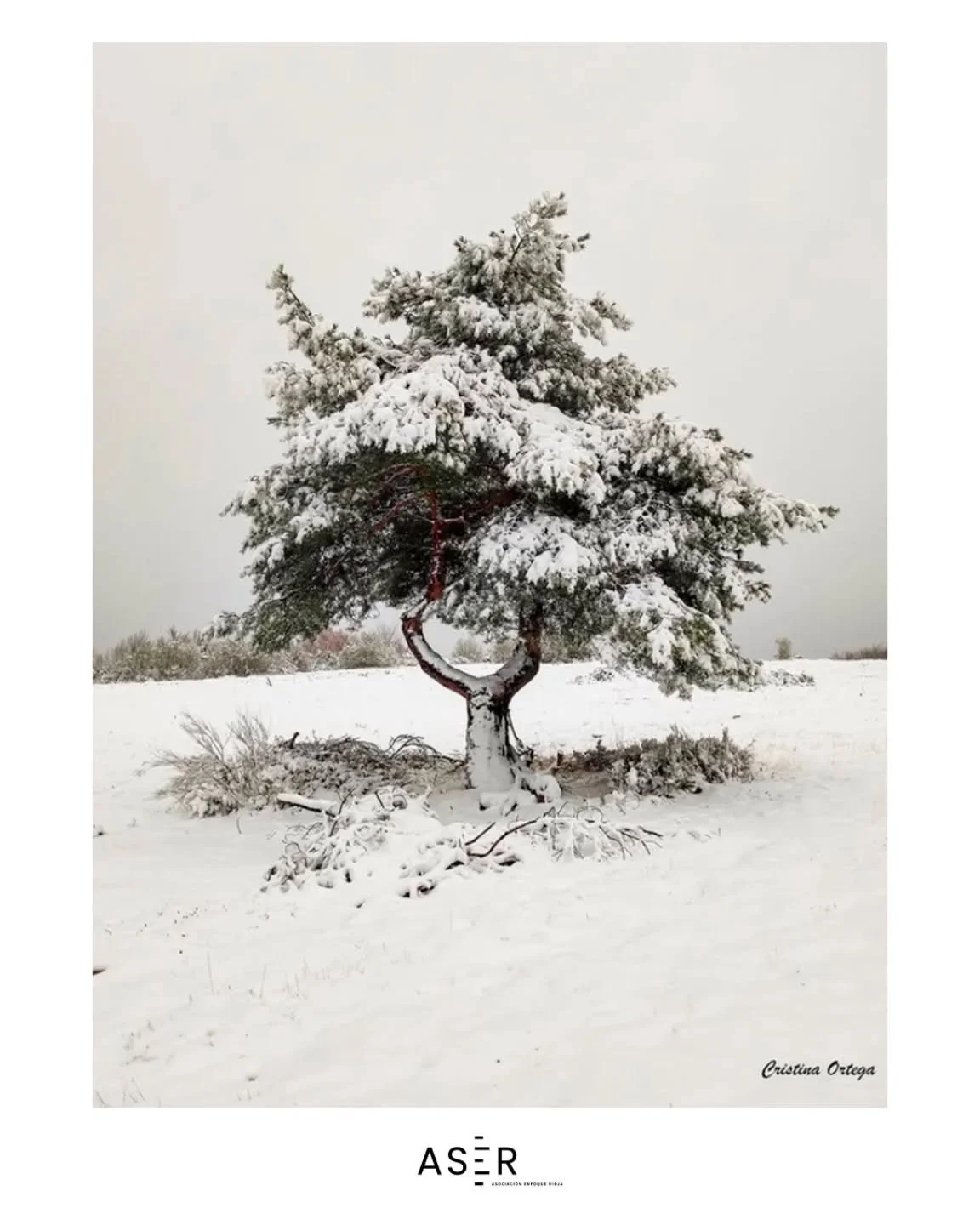 &iexcl;Foto destacada en #enfoquerioja!
Nos dej&aacute;is alucinando con vuestras publicaciones&hellip;
Hoy queremos dar protagonismo a la mirada &uacute;nica de @cristinaortegafotografia con esta pedazo de foto 📸✨

#enfoquerioja sigue creciendo gra